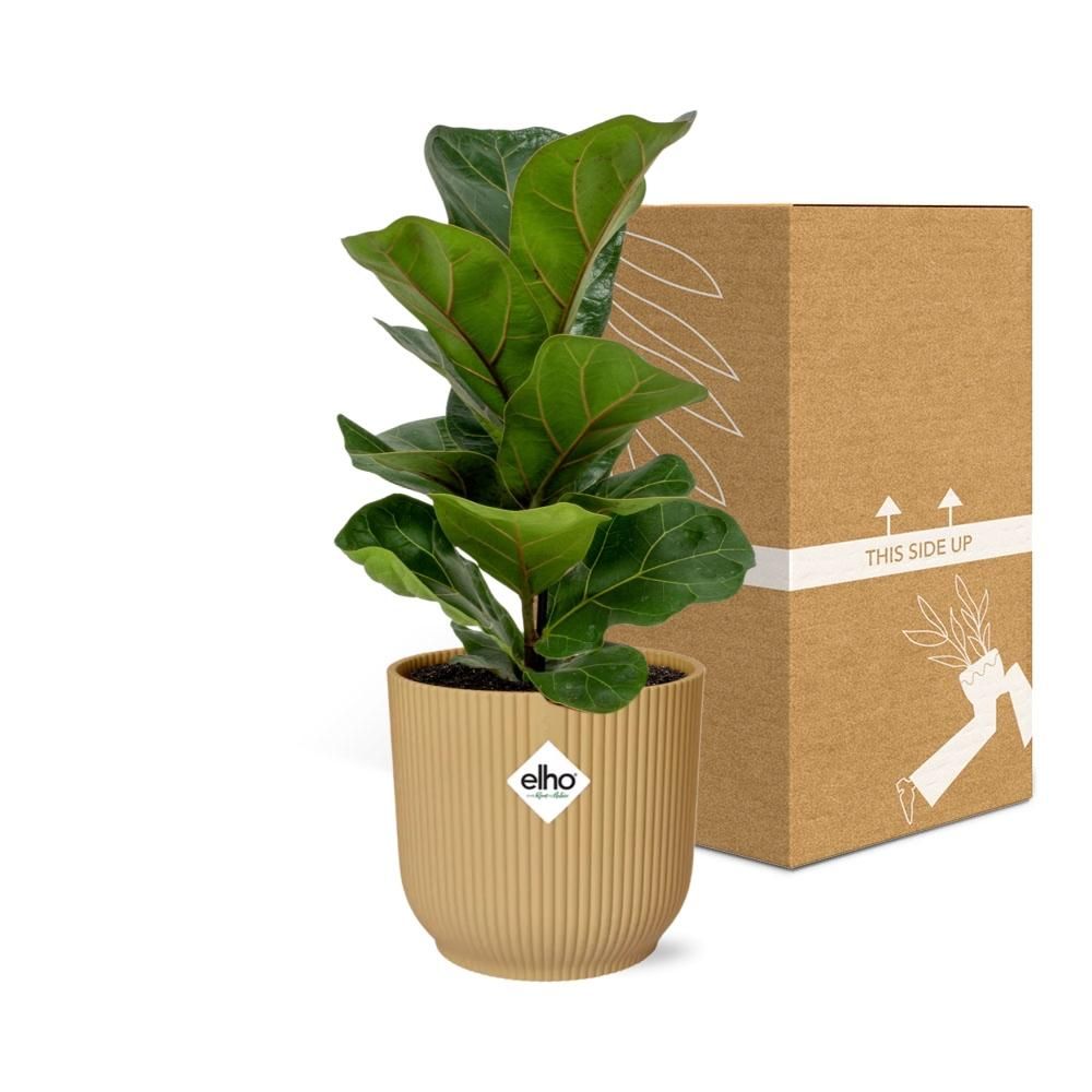Ficus Lyrata Bambino in dekorativem ELHO Vibes Fold Topf