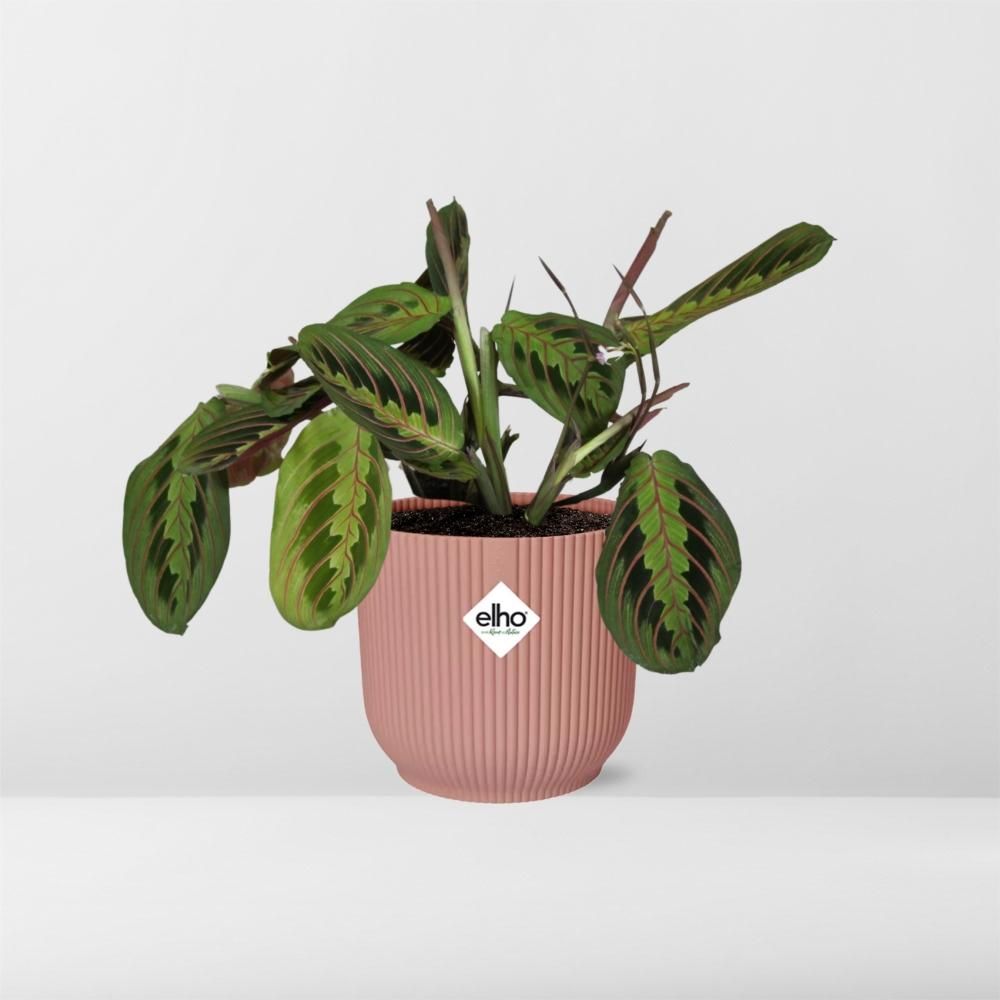 Maranta Gebetspflanze ‚Fascinator‘ mit zartem Laub im ELHO Topf