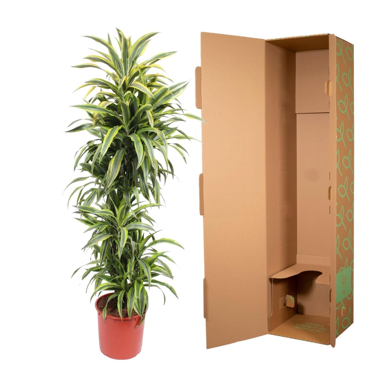 Dracaena Lemon Lime Zimmerpflanze