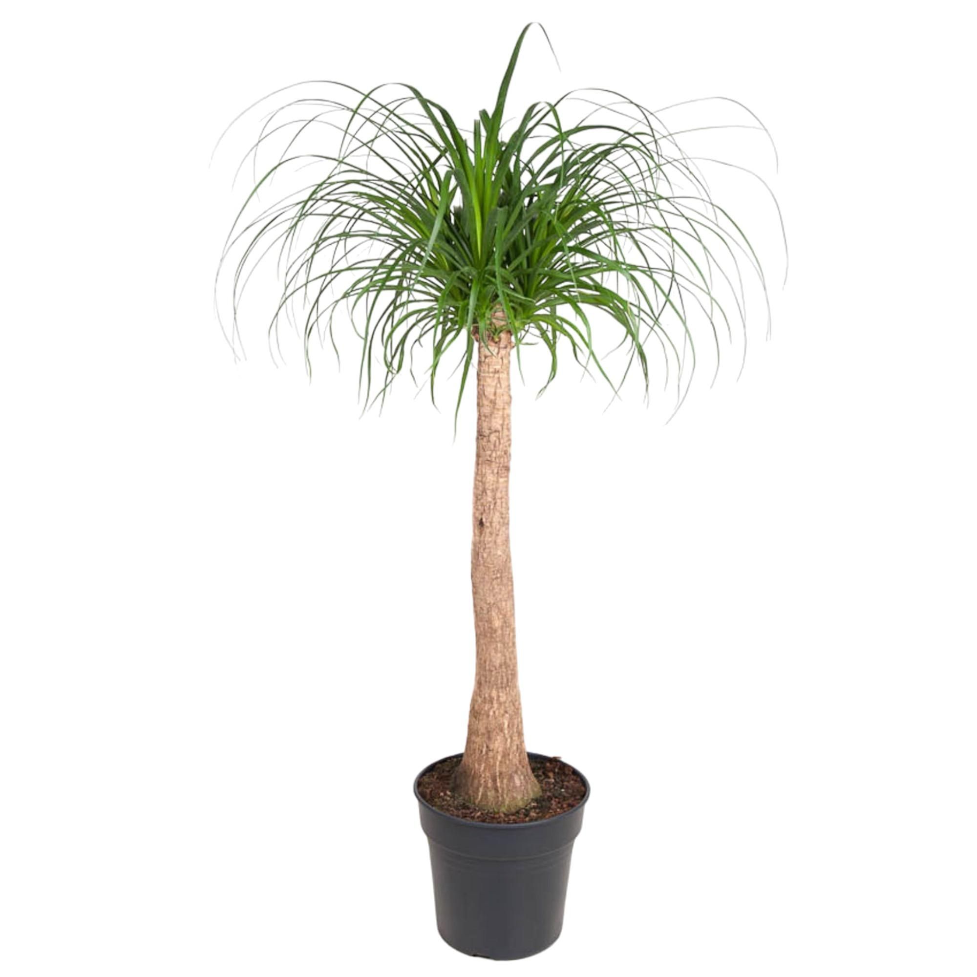 Beaucarnea - Exotischer Zimmerpflanzen-Stamm