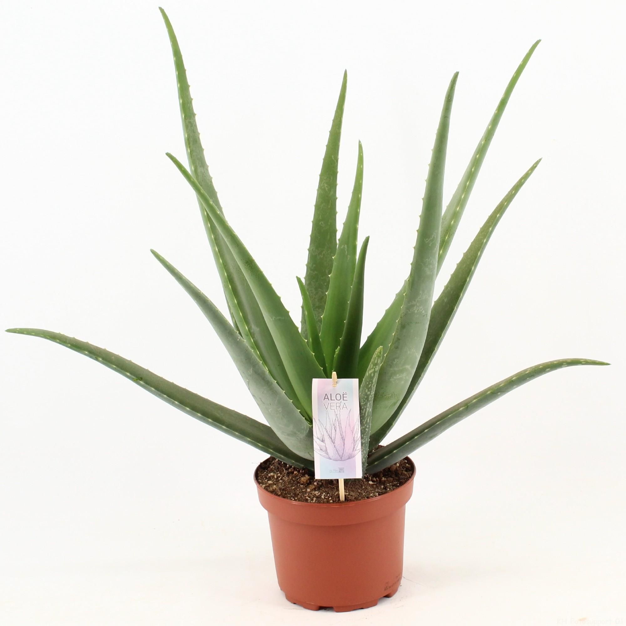 Aloe Vera Pflanze