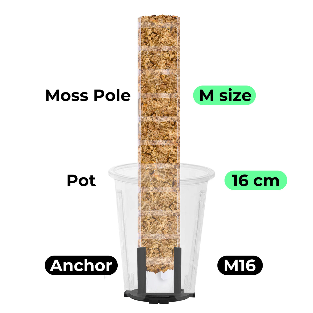 Moosstab Set - Verschiedene Größen mit Luftdurchlässigen Topf