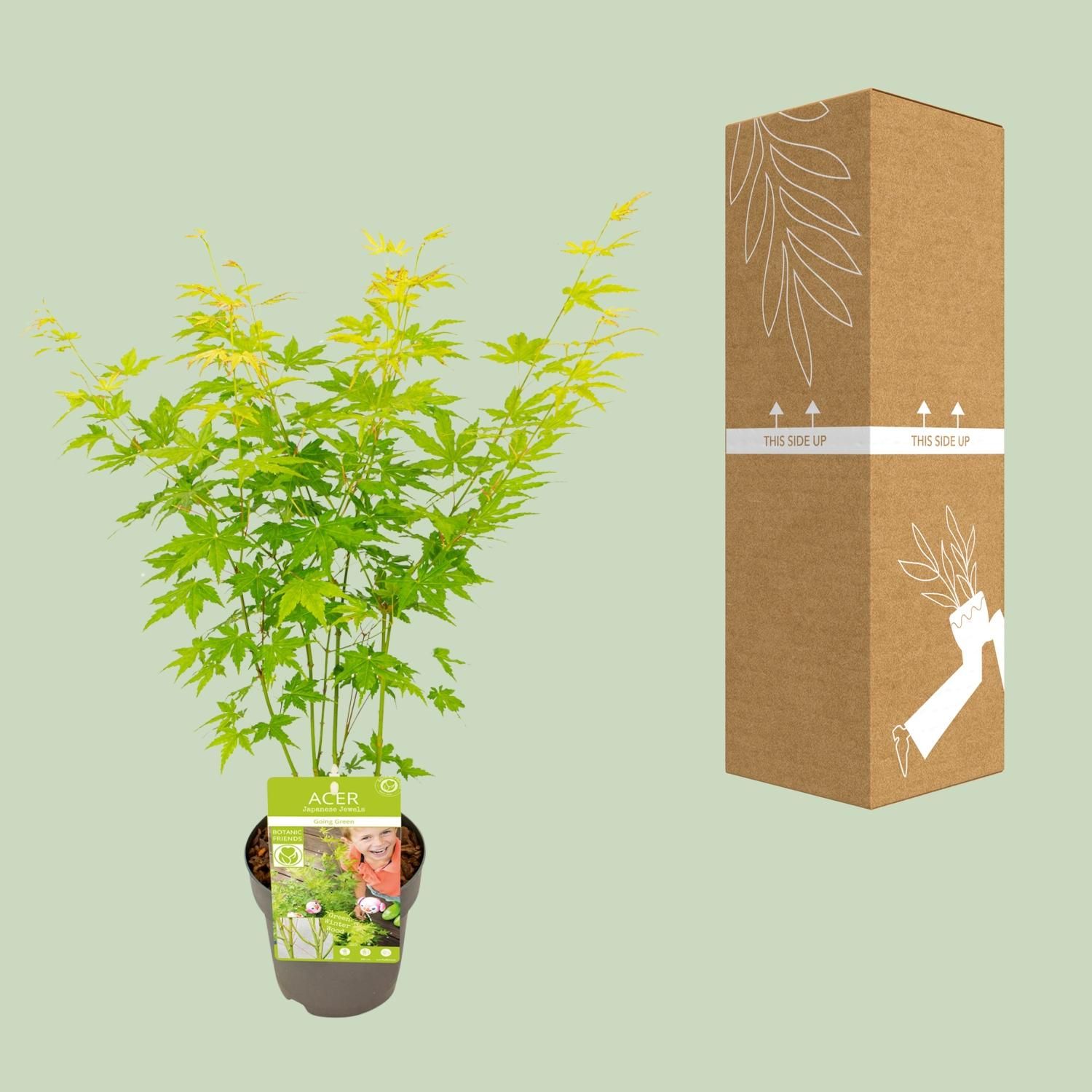 Winterharter Ahorn – Acer palmatum Elegant
