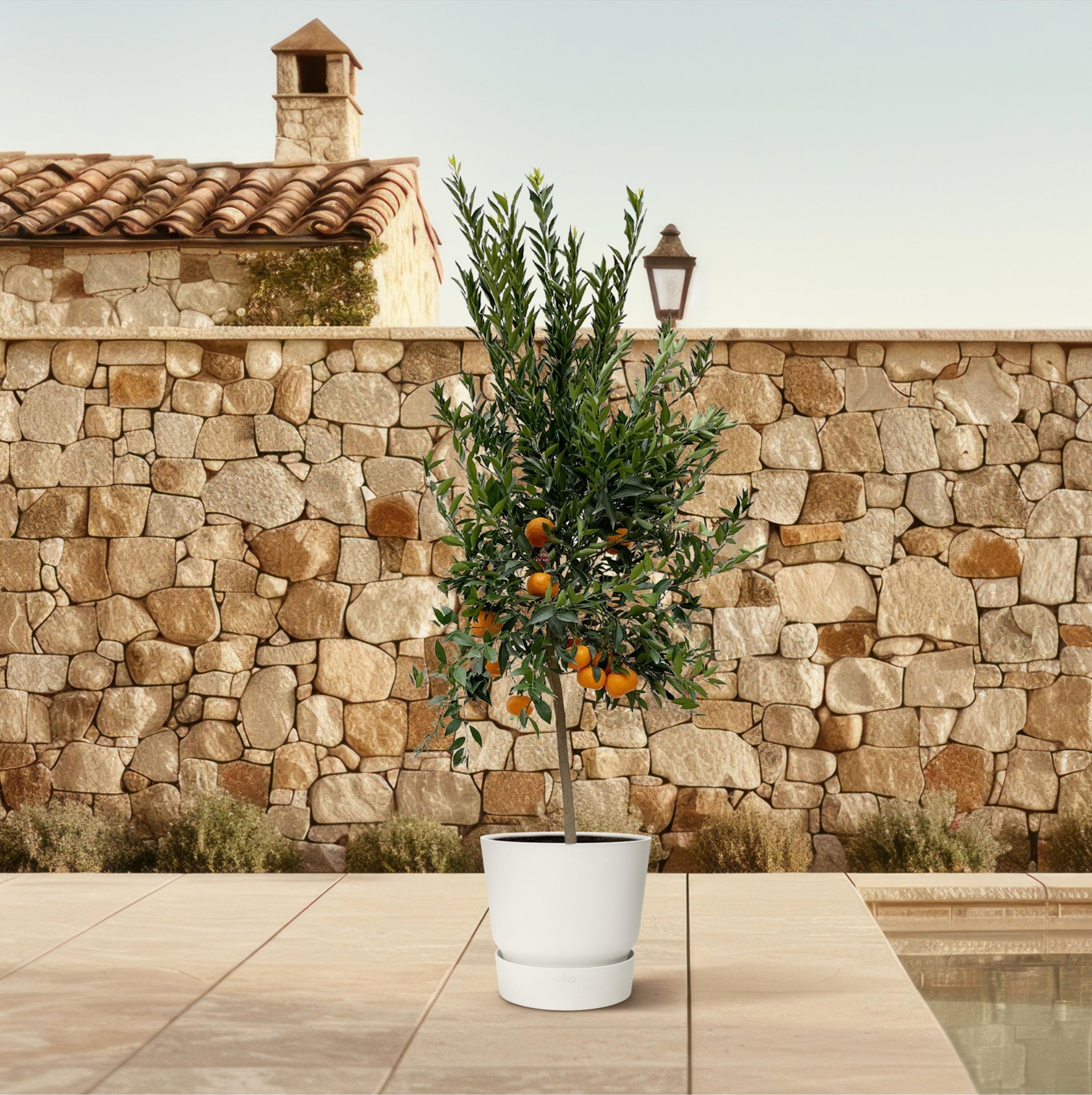 Citrus Calamondin Mandarino Baum