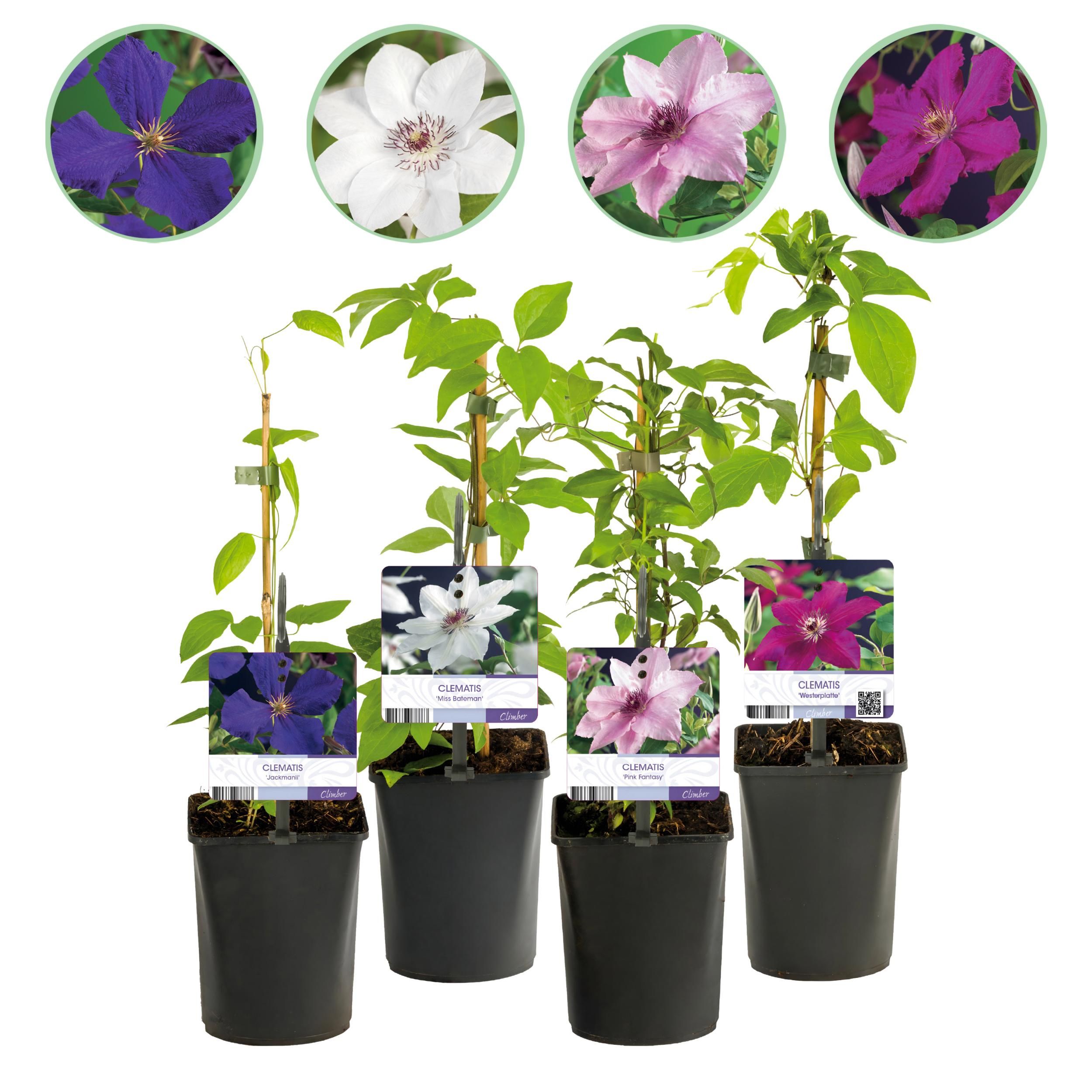 Clematis Rainbow Kletterpflanze – Rosa Weiß Lila Rot Blüte – Wenig Pflege