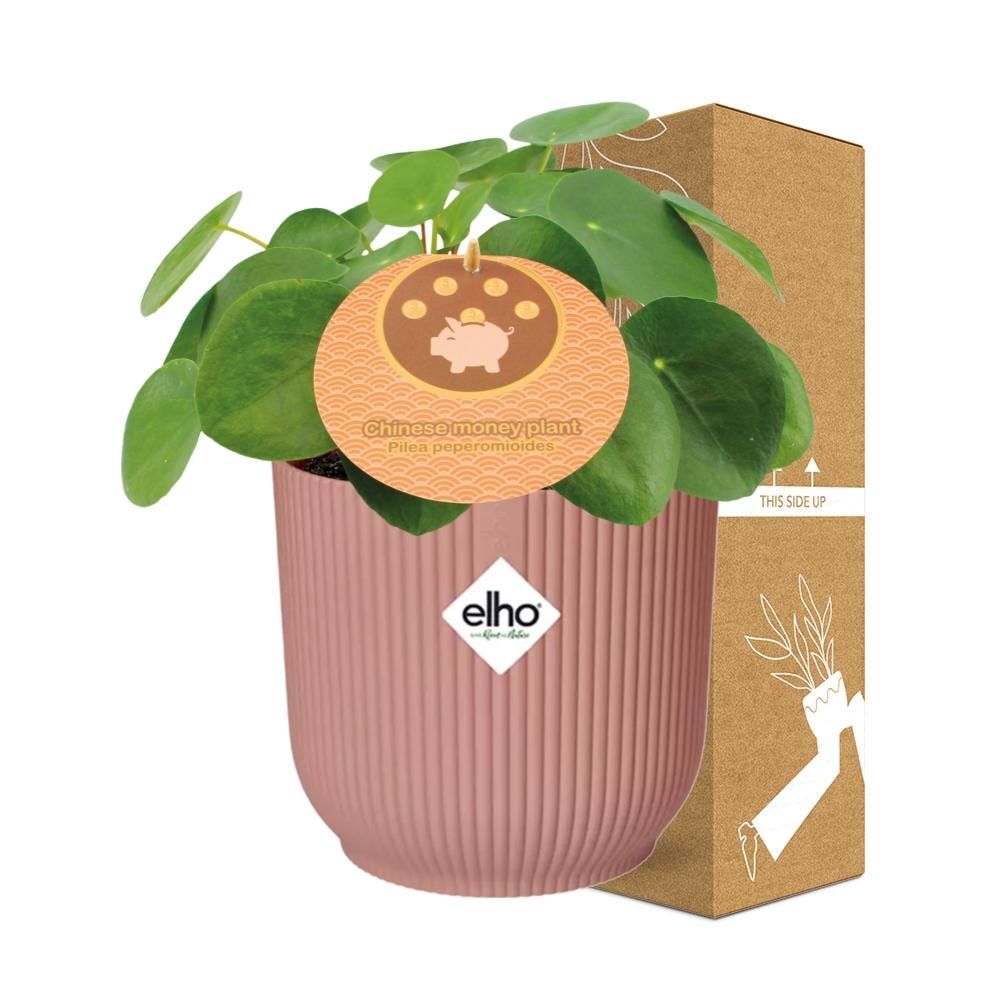 Pilea Peperomioides Zimmerpflanze