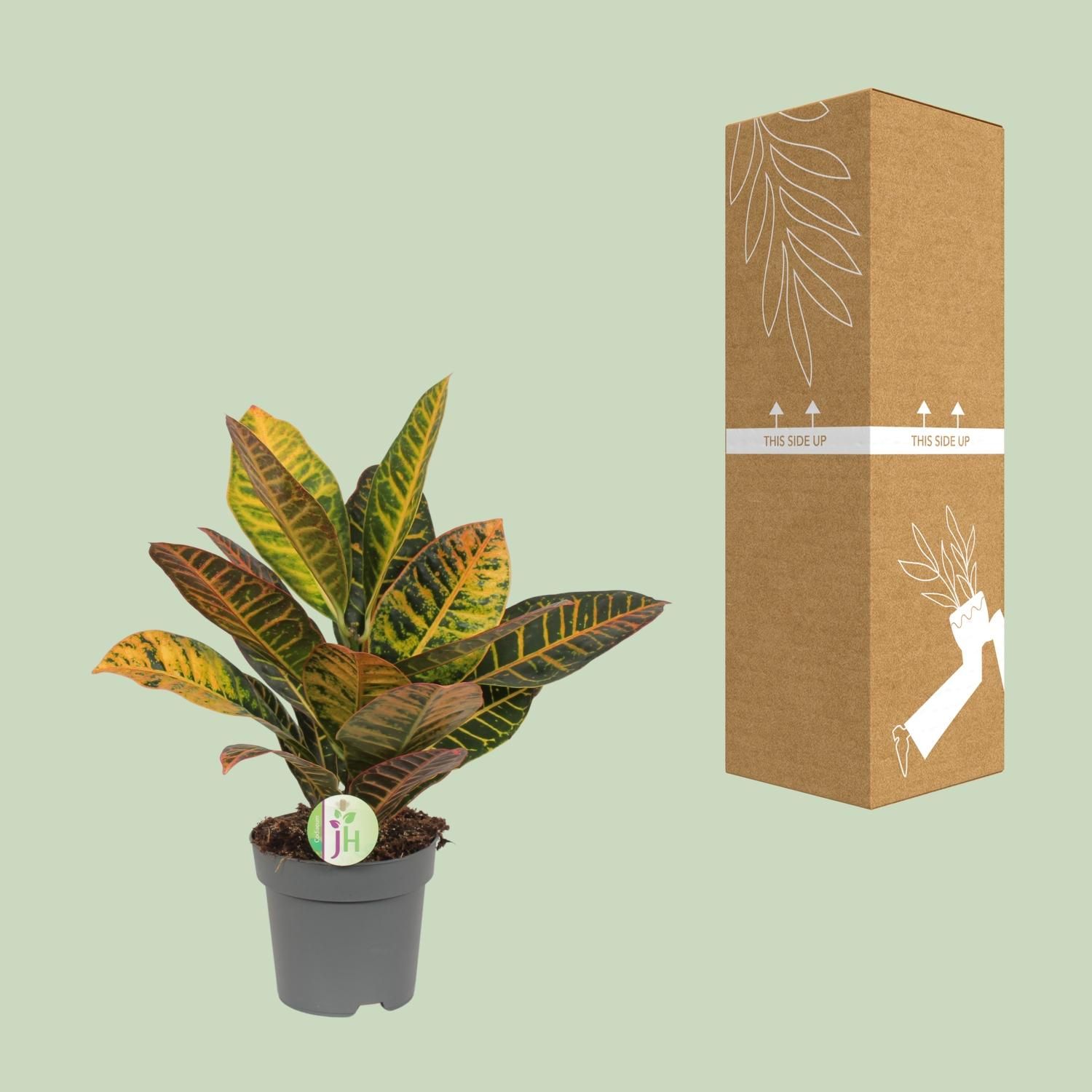 Croton Codiaeum Petra Zimmerpflanze