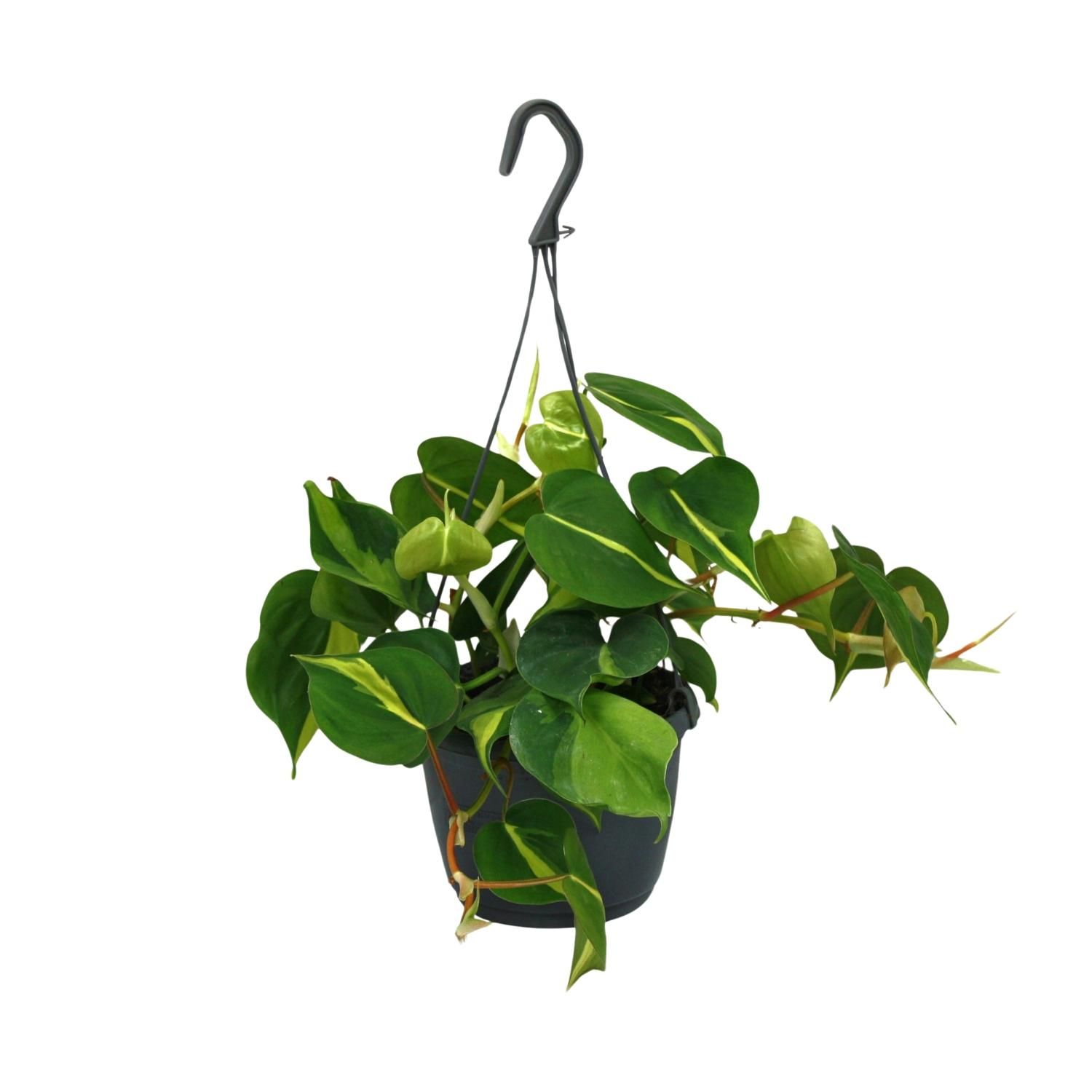 Philodendron Scandens Brasil Zimmerpflanze