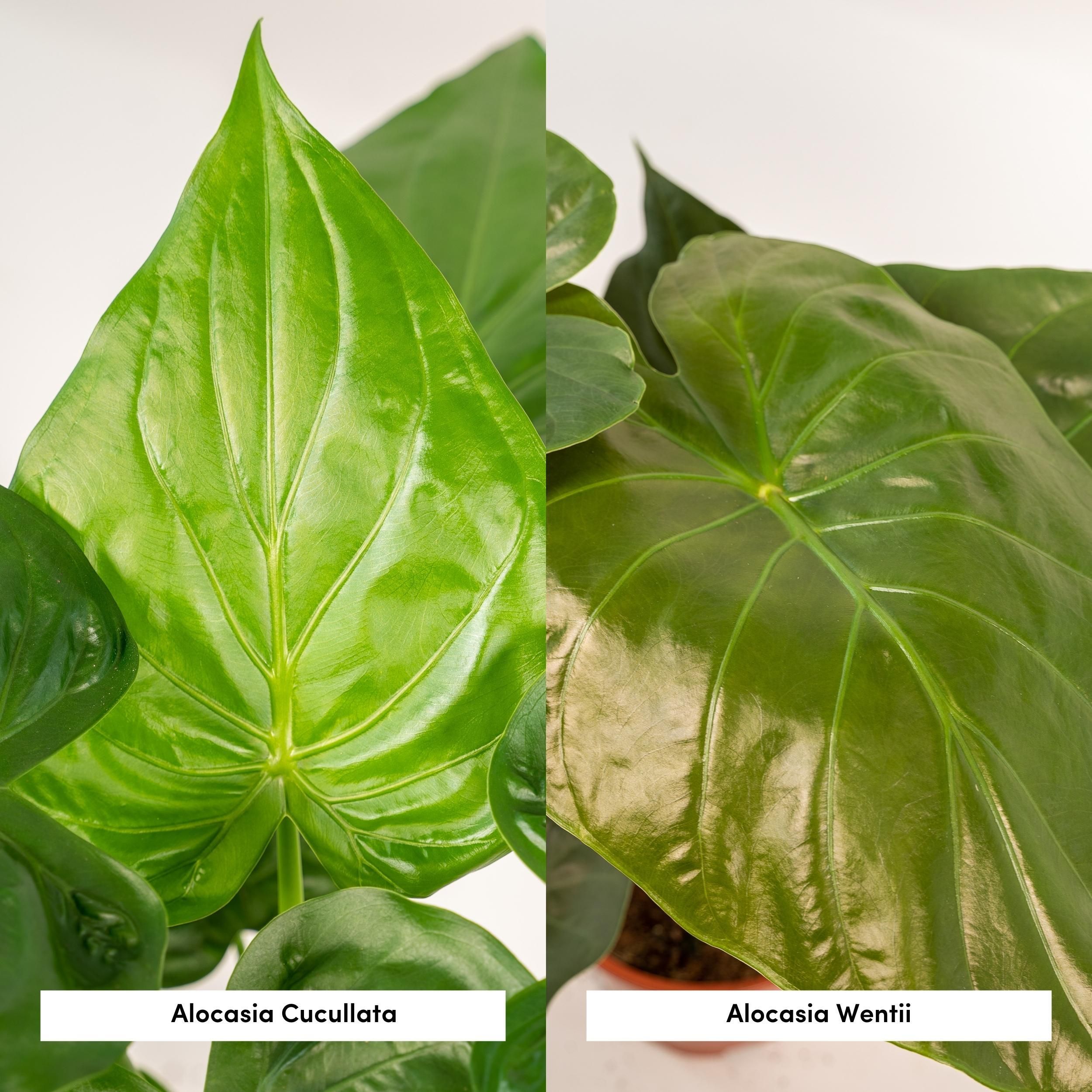 Alocasia Zimmerpflanzen-Set für tropisches Ambiente