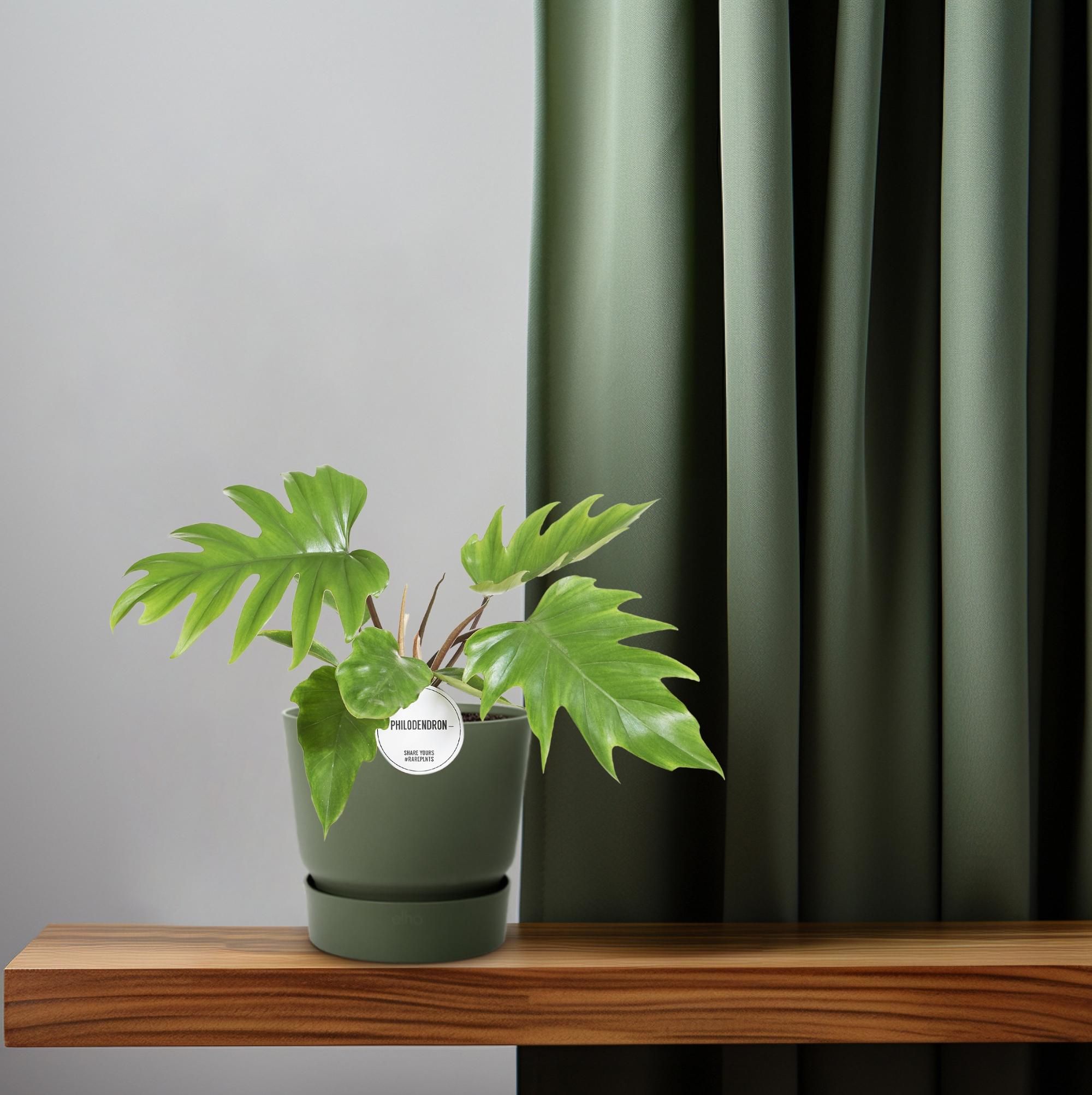 Philodendron Mayoi Zimmerpflanze