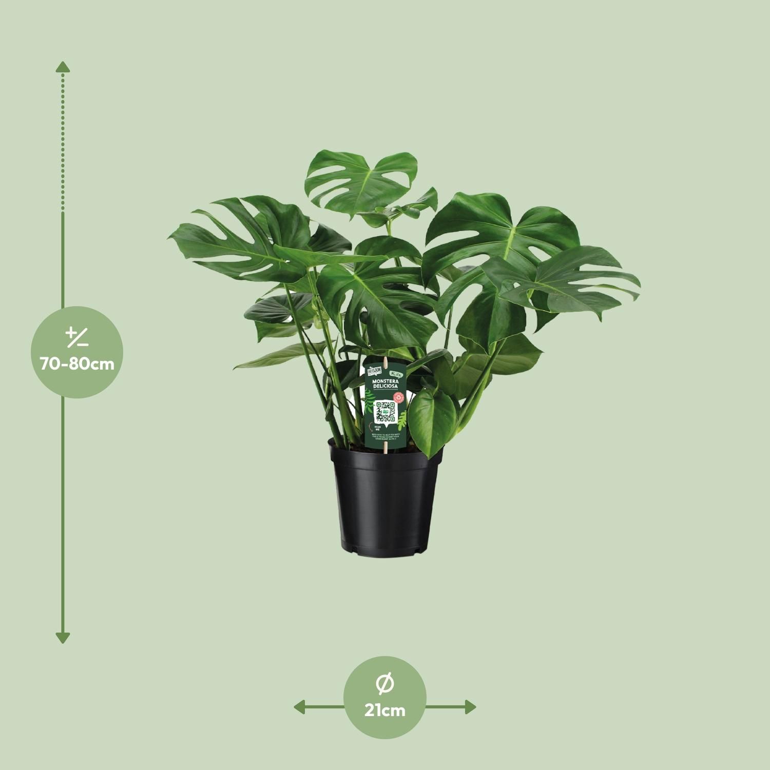 Monstera Deliciosa – Beliebte Zimmerpflanze mit dekorativen Blättern