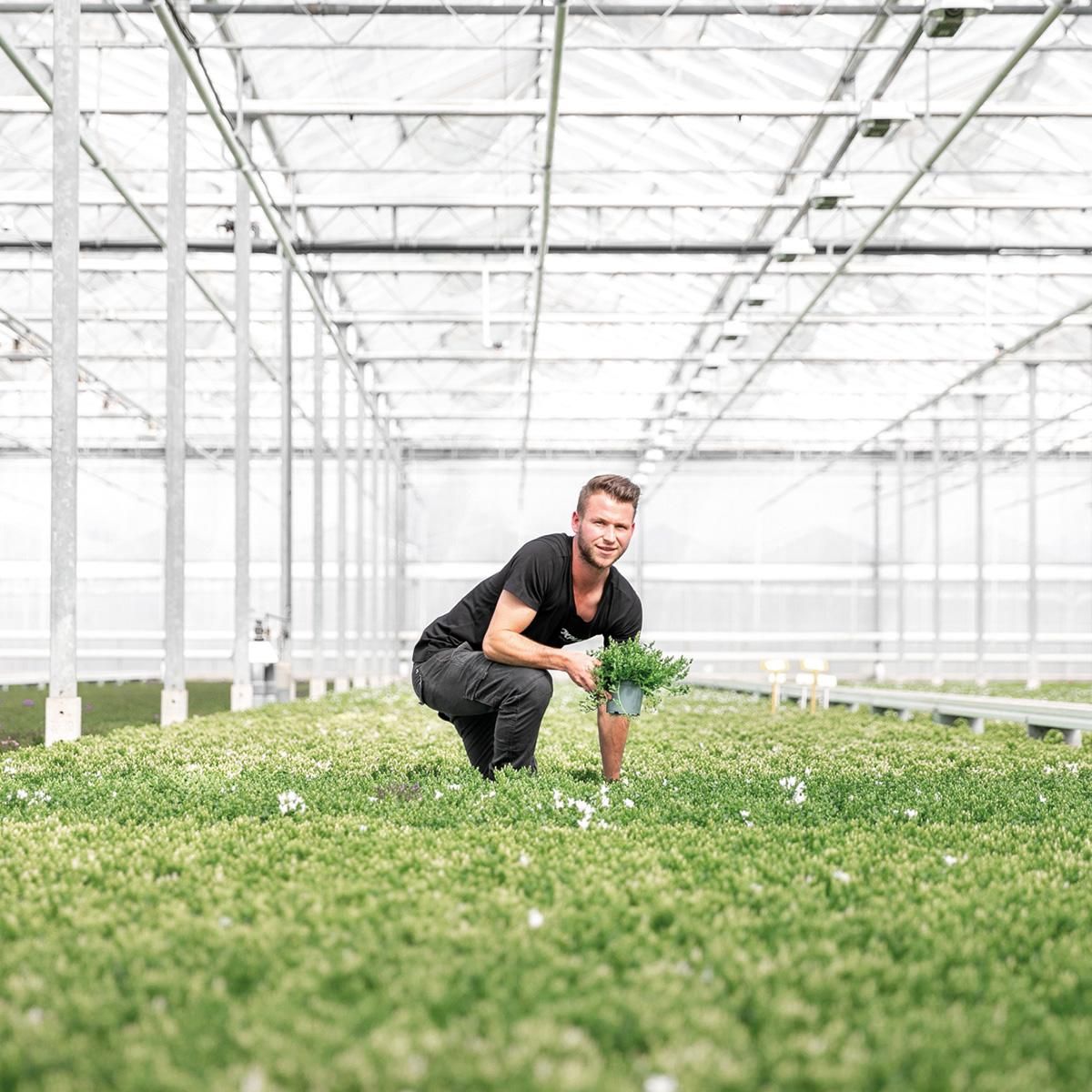 Campanula Addenda Ambella Glockenblume im Baumwollkorb mit Bewässerungssystem