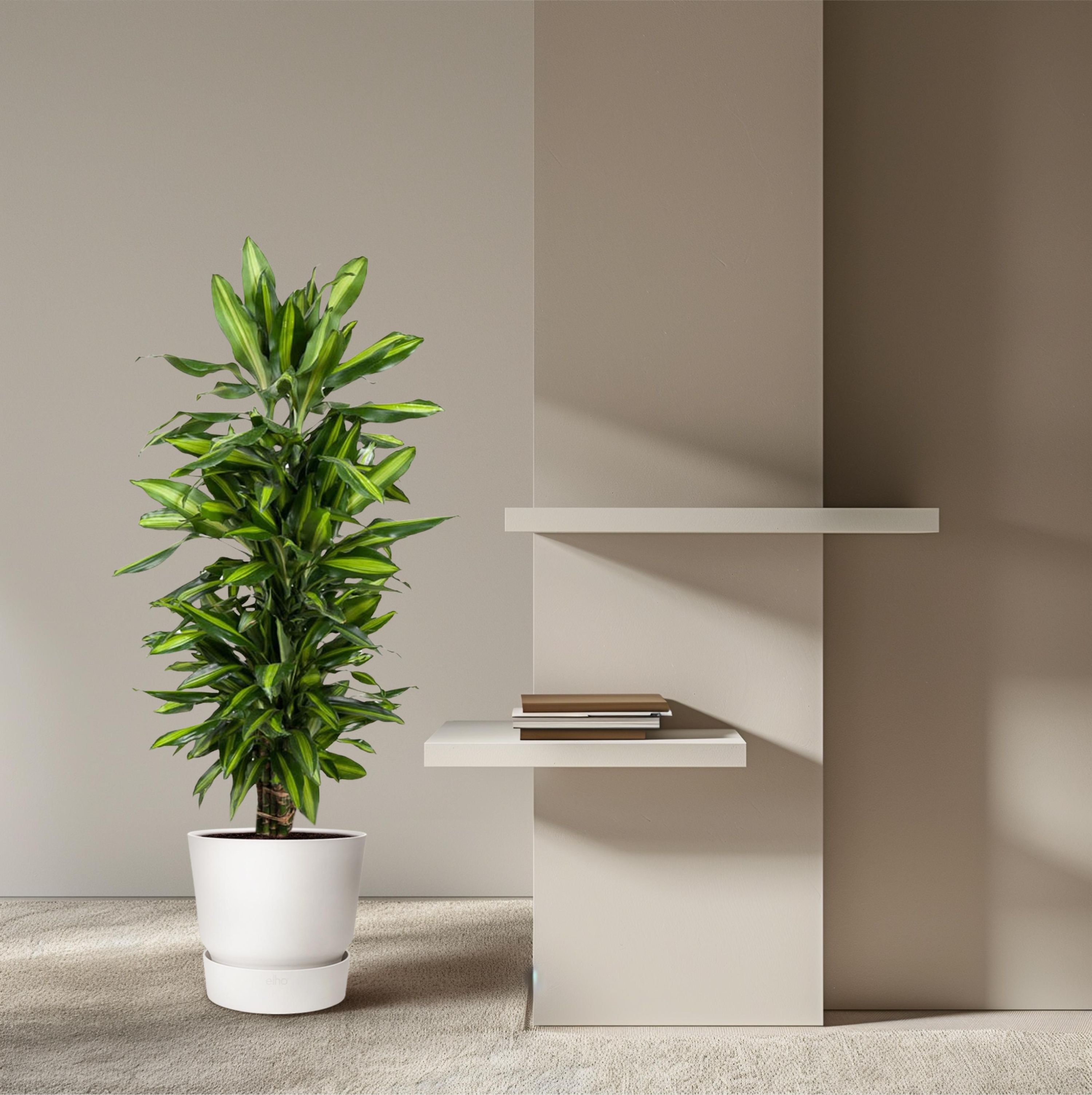 Dracaena Cintho – dekorative Zimmerpflanze mit langen Blättern