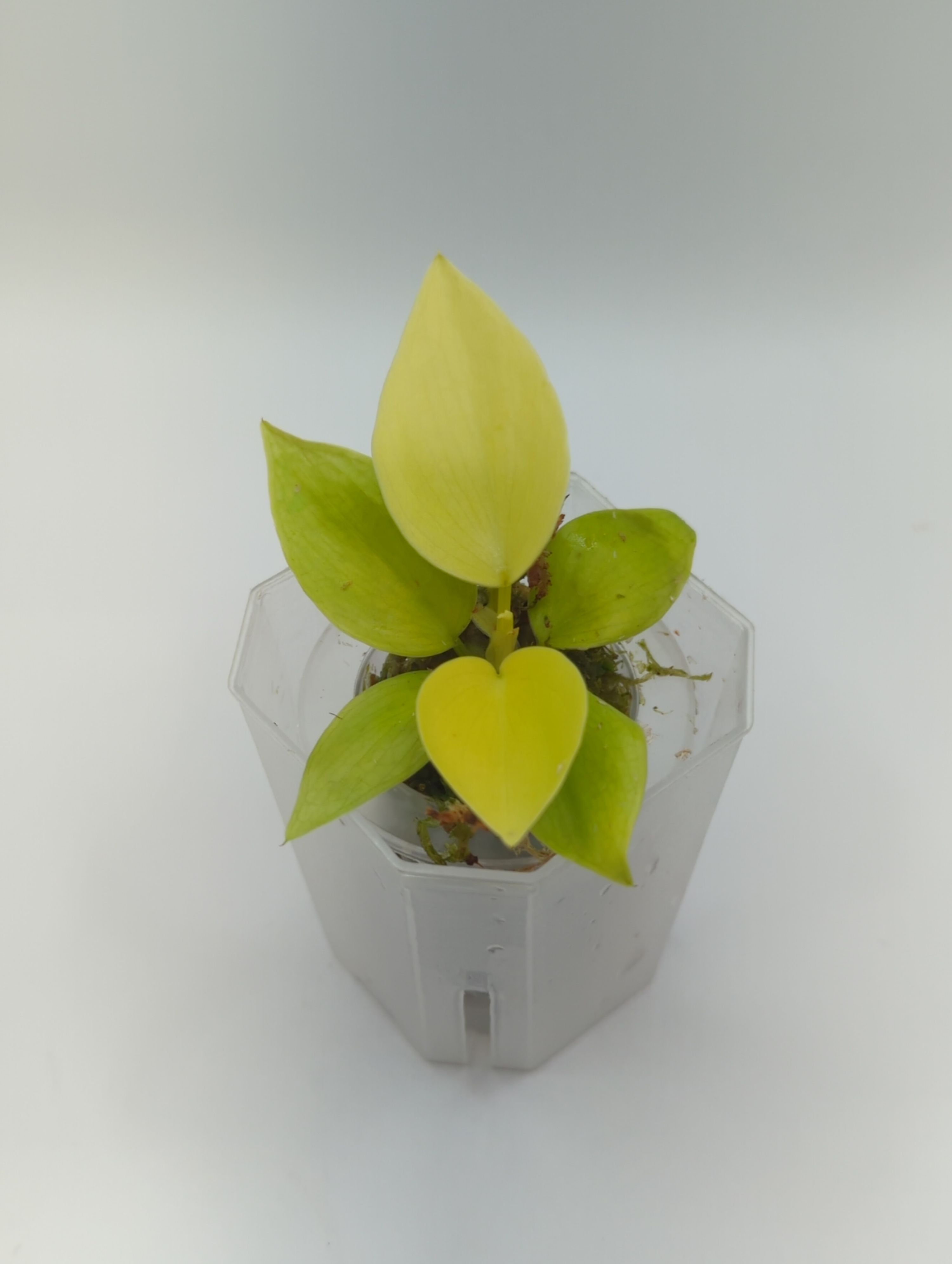 Baby Philodendron hederaceum Lemon Lime + selbstbewässernder Übertopf