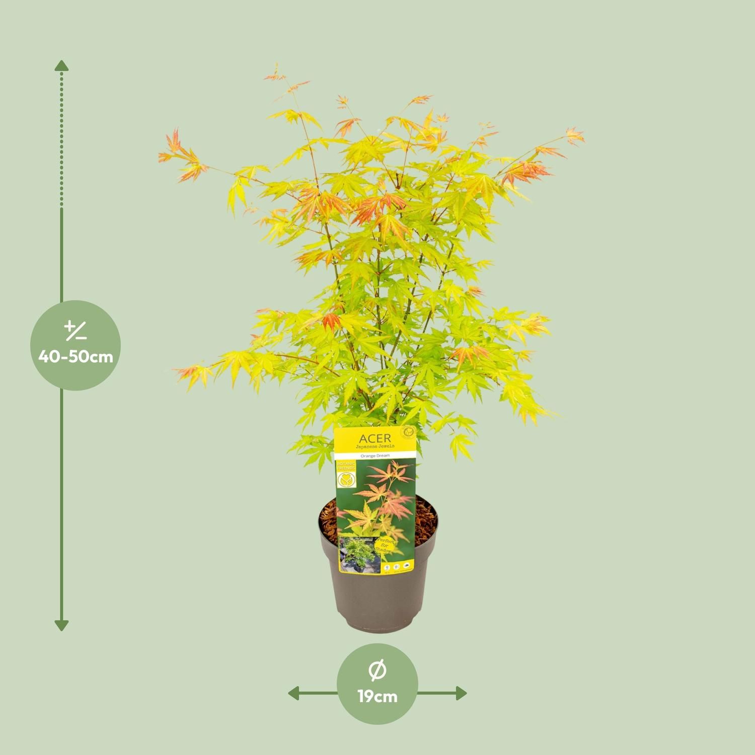 Acer Orange Dream - dekorativer Japanischer Ahorn