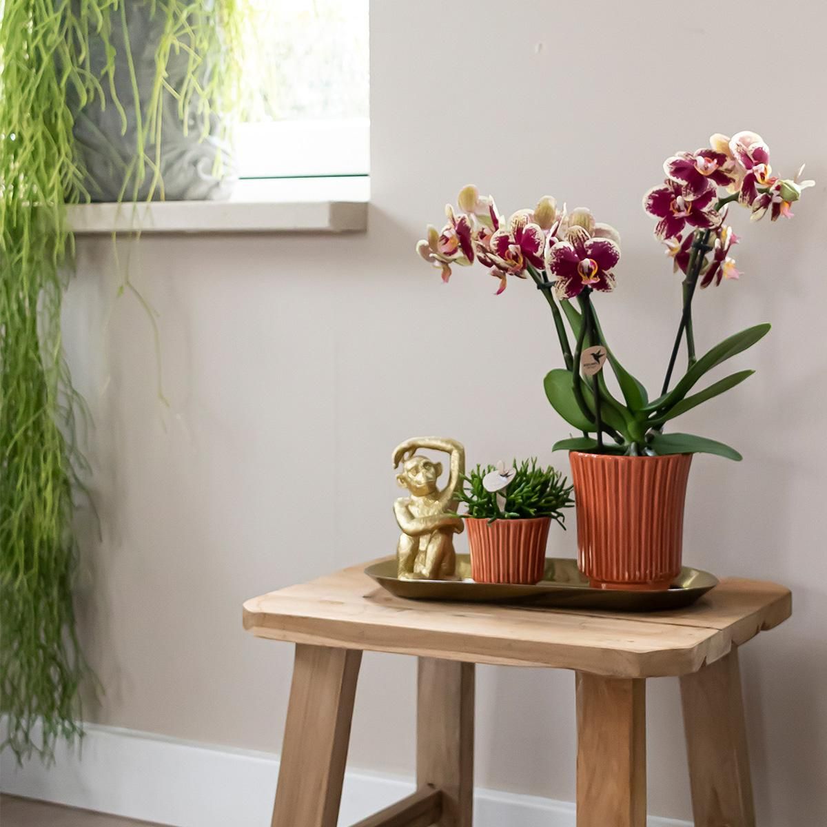 Kolibri Orchideen Überraschungsbox - Vielfältige Orchideen Qualität