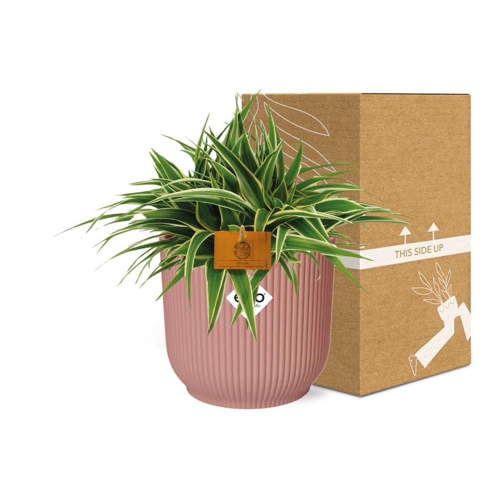 Chlorophytum Spinnenpflanze in ELHO Vibes Fold Topf