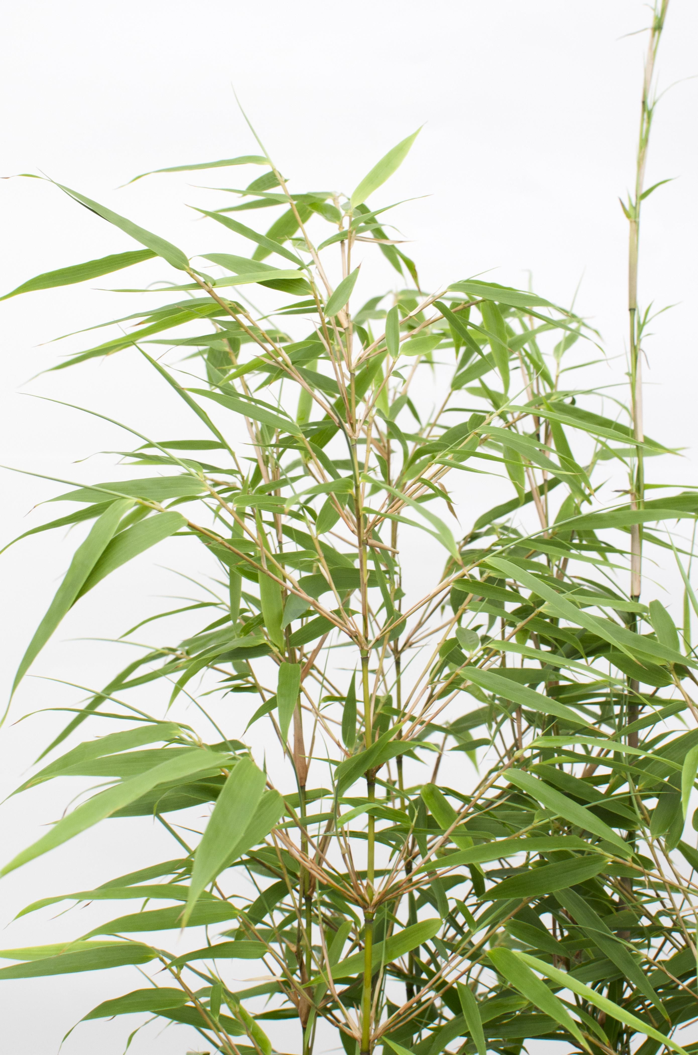 Fargesia Rufa Bambus - kompakter Gartenbambus