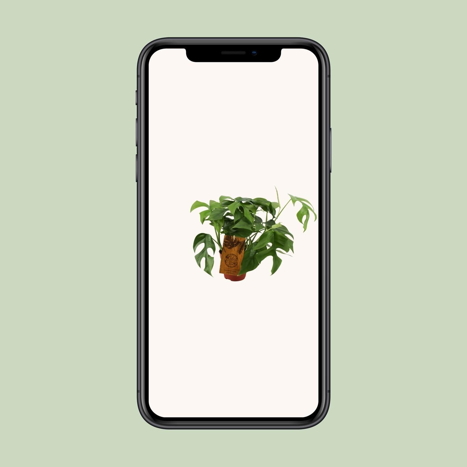 Monstera Minima Zimmerpflanze