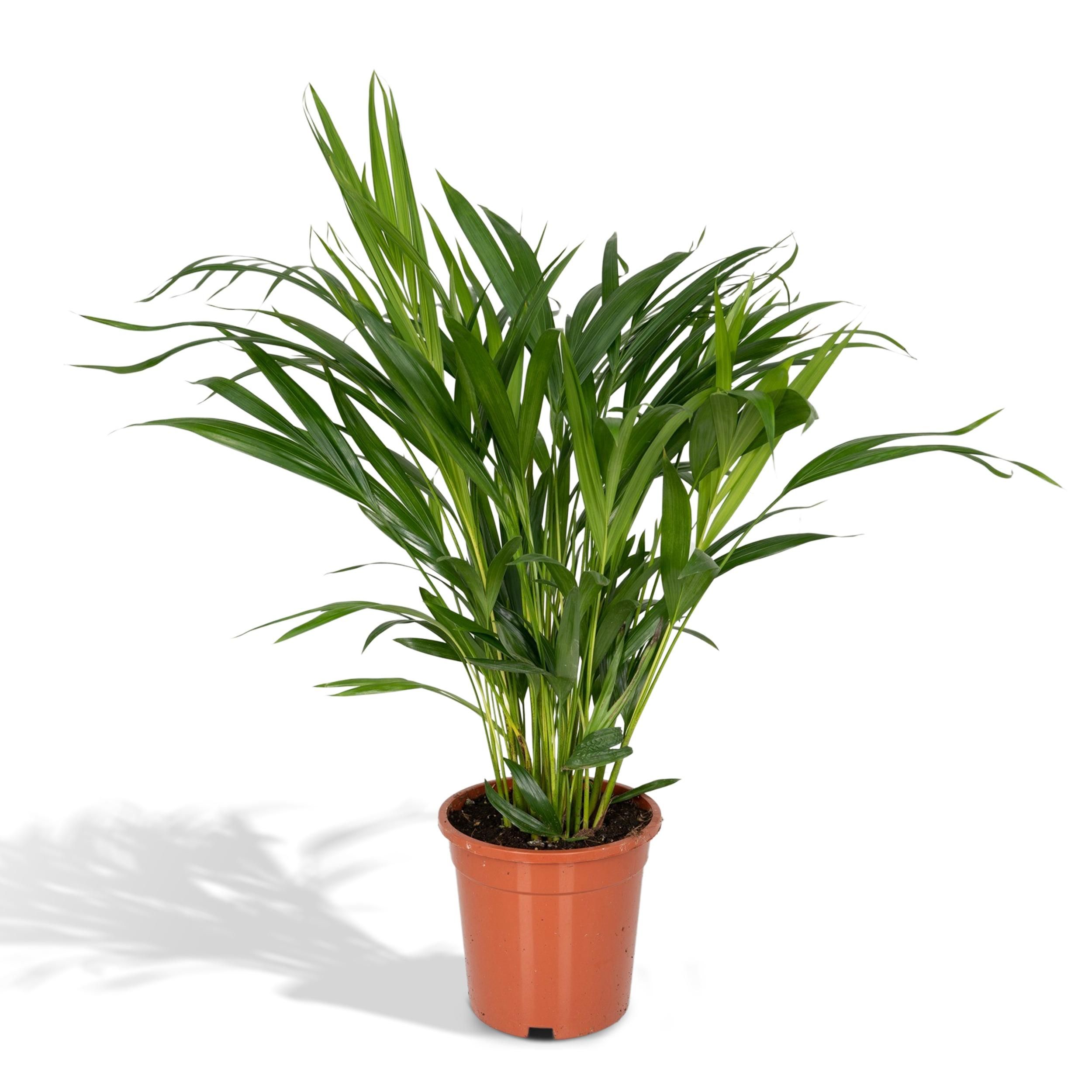 Areca-Palme Zimmerpflanze Dypsis Lutescens