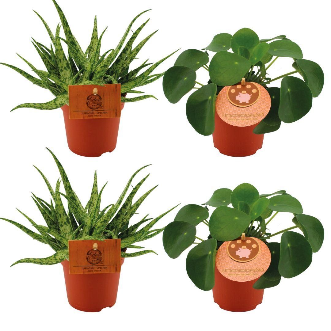Aloe Spider und Pilea Peperomoides Mixpflanzen im Topf