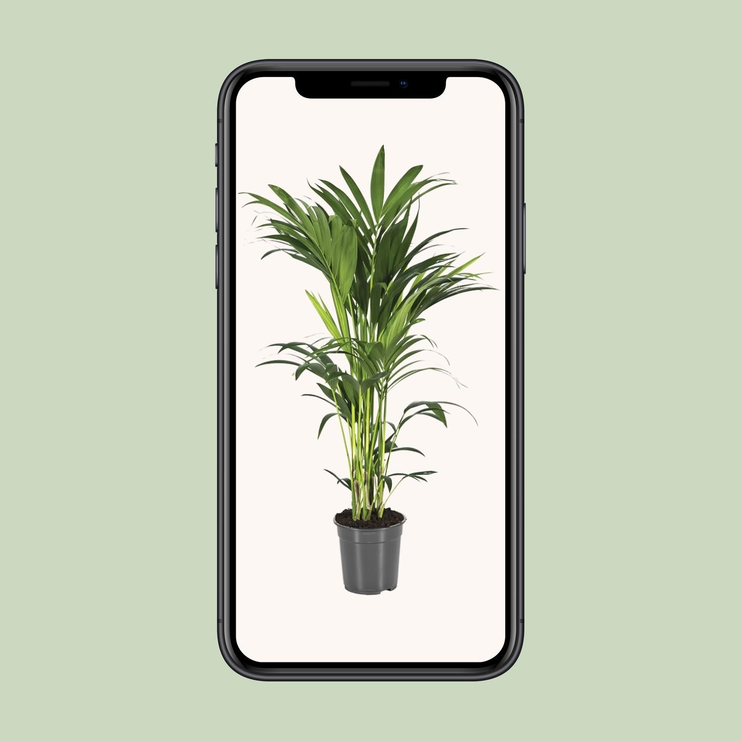 Kentia-Palme Howea Forsteriana Zimmerpflanze