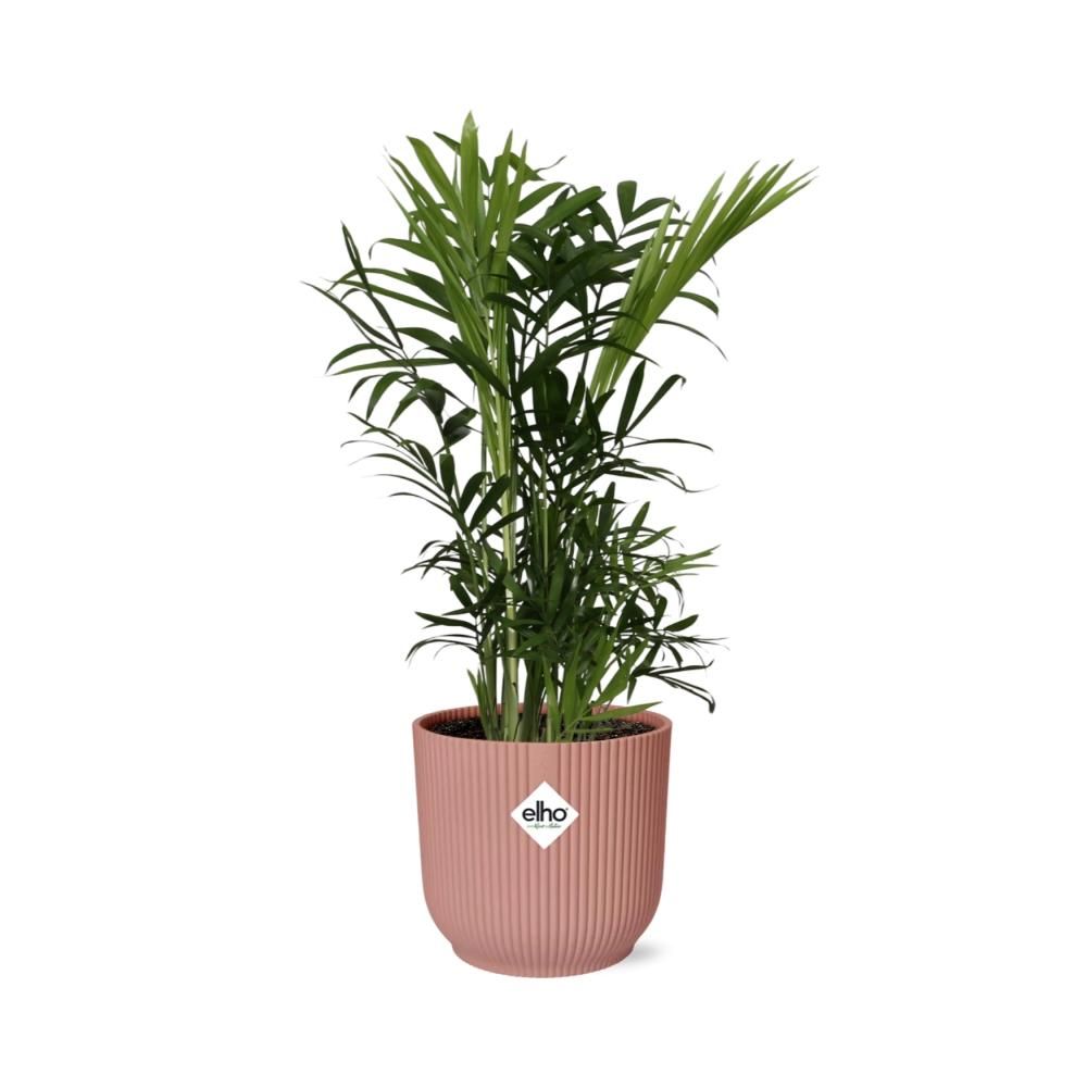 Zwergbergpalme Chamaedorea Elegans im ELHO Vibes Fold Topf