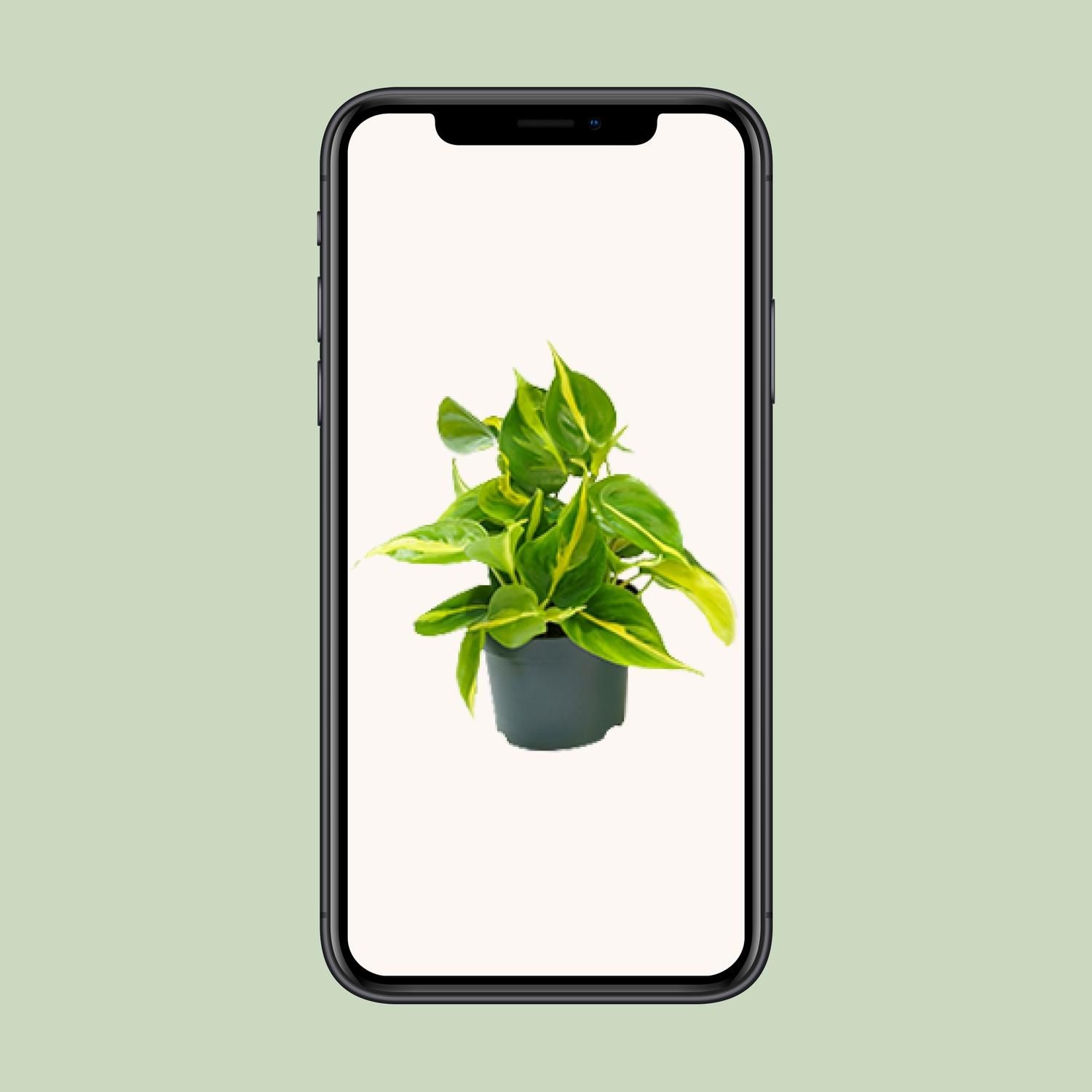 Philodendron Brasil Zimmerpflanze
