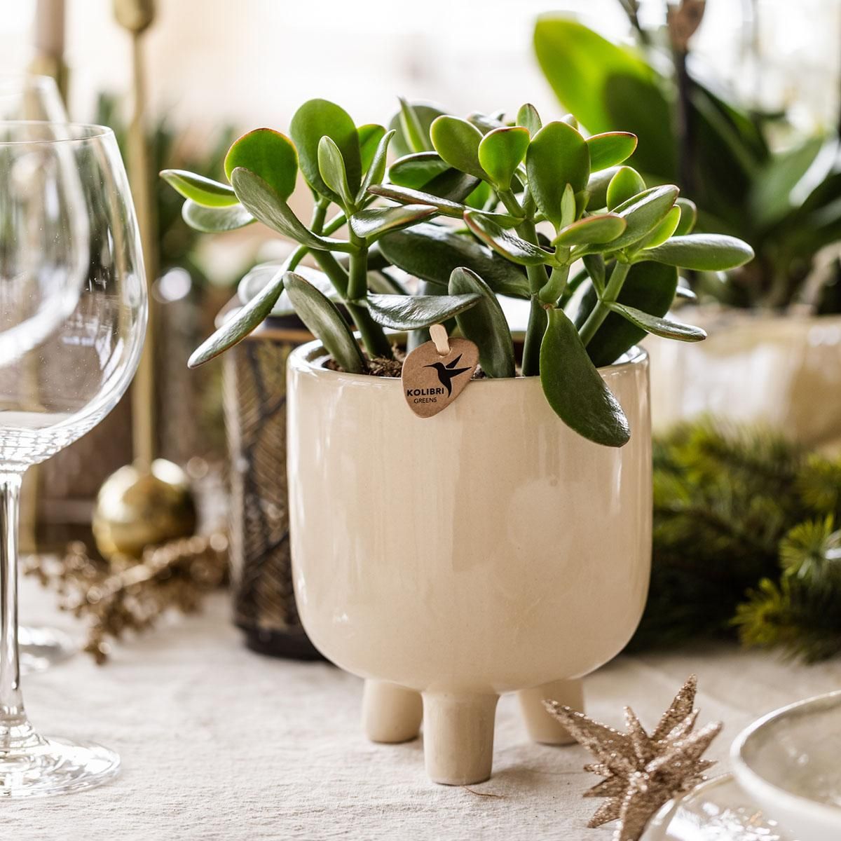Crassula Minor Sukkulente | grüne Zimmerpflanze Ø6cm