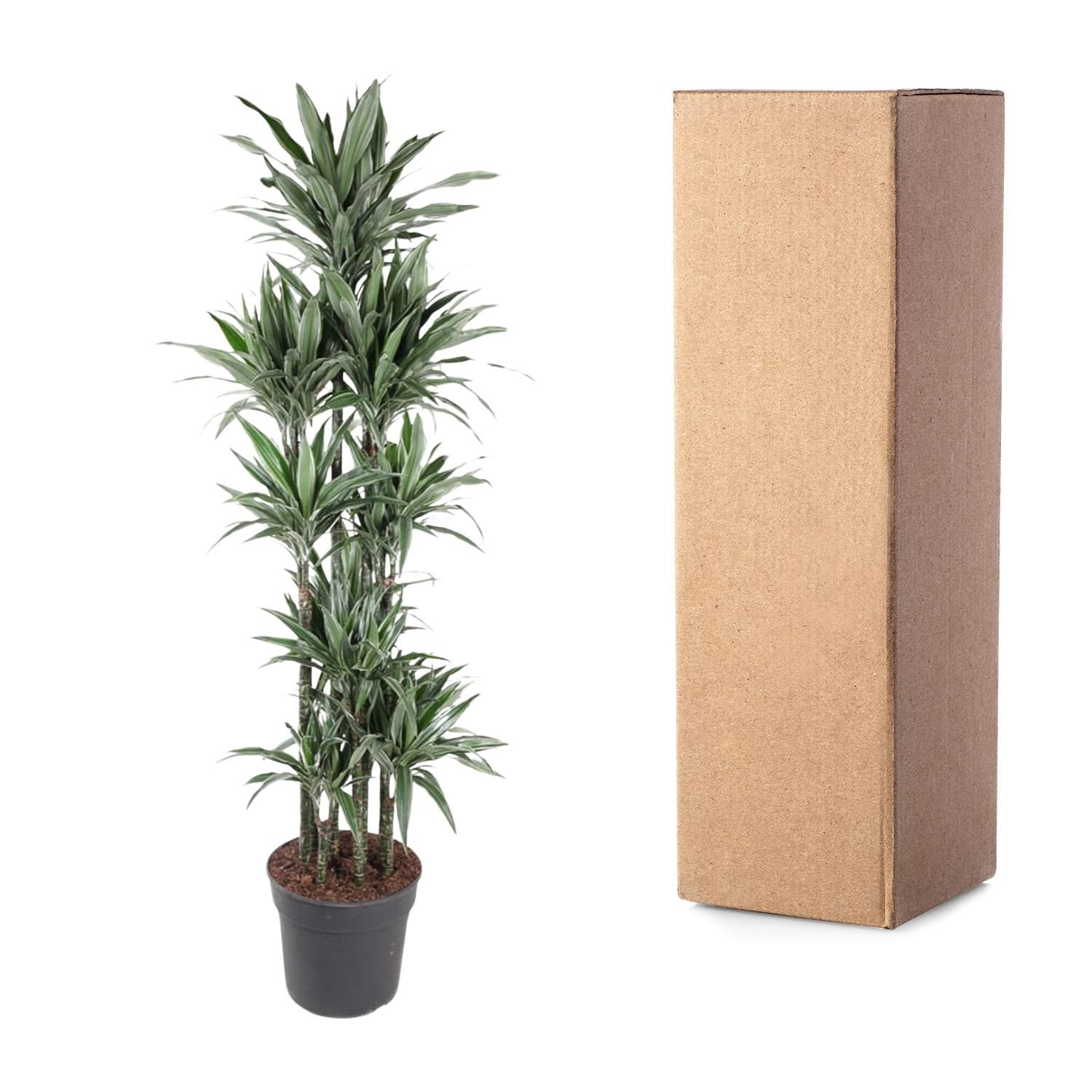 Dracaena Warneckei stilvolle Zimmerpflanze