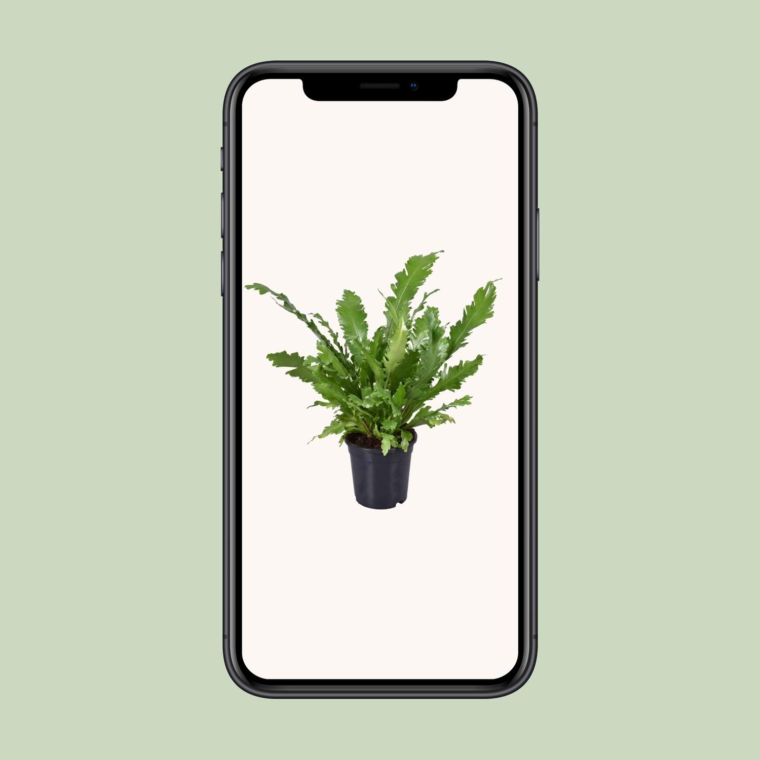 Asplenium Nidus Fensterblatt Farn Zimmerpflanze