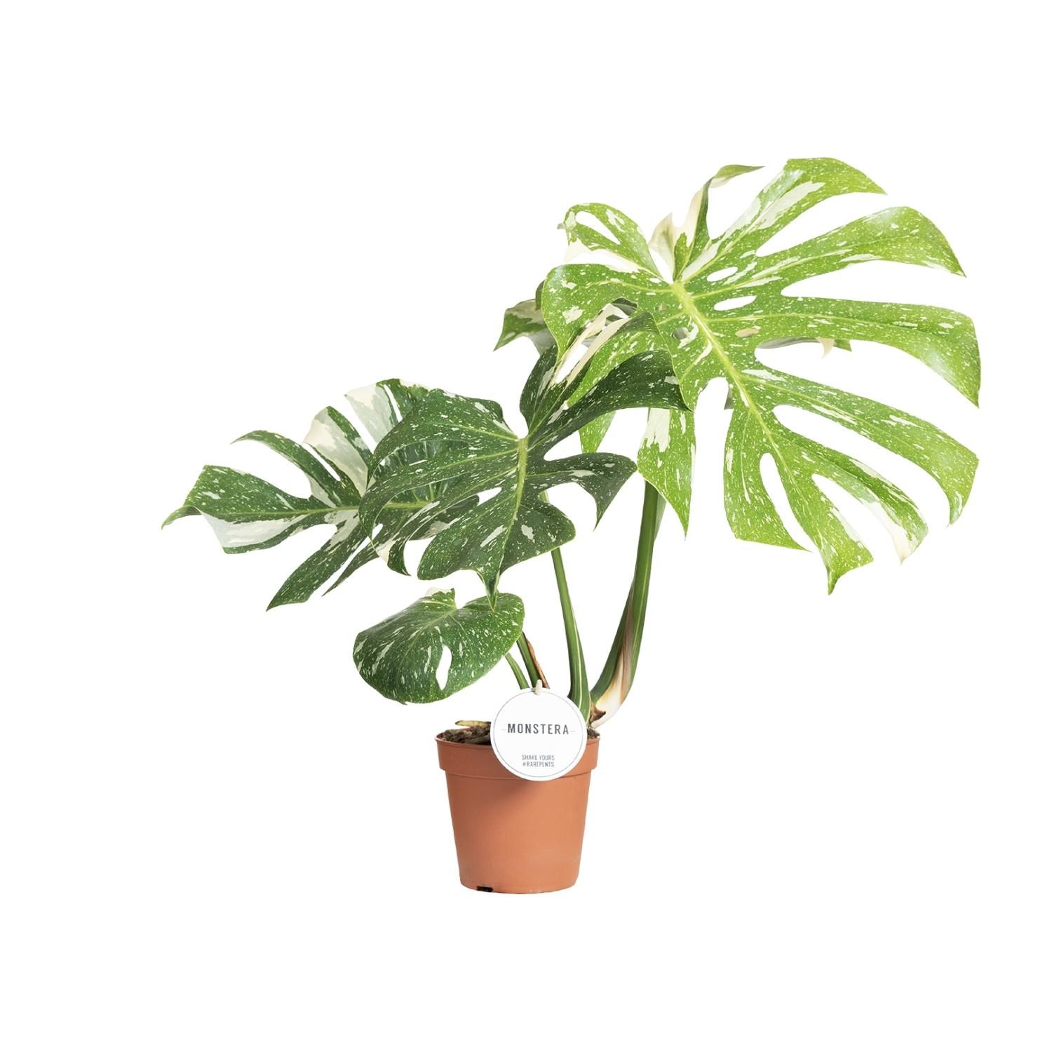 Monstera Thai Constellation Zimmerpflanze