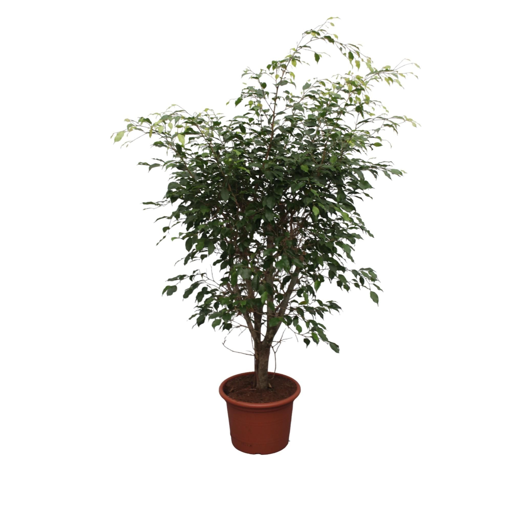 Ficus Benjamina Exotica Zimmerpflanze