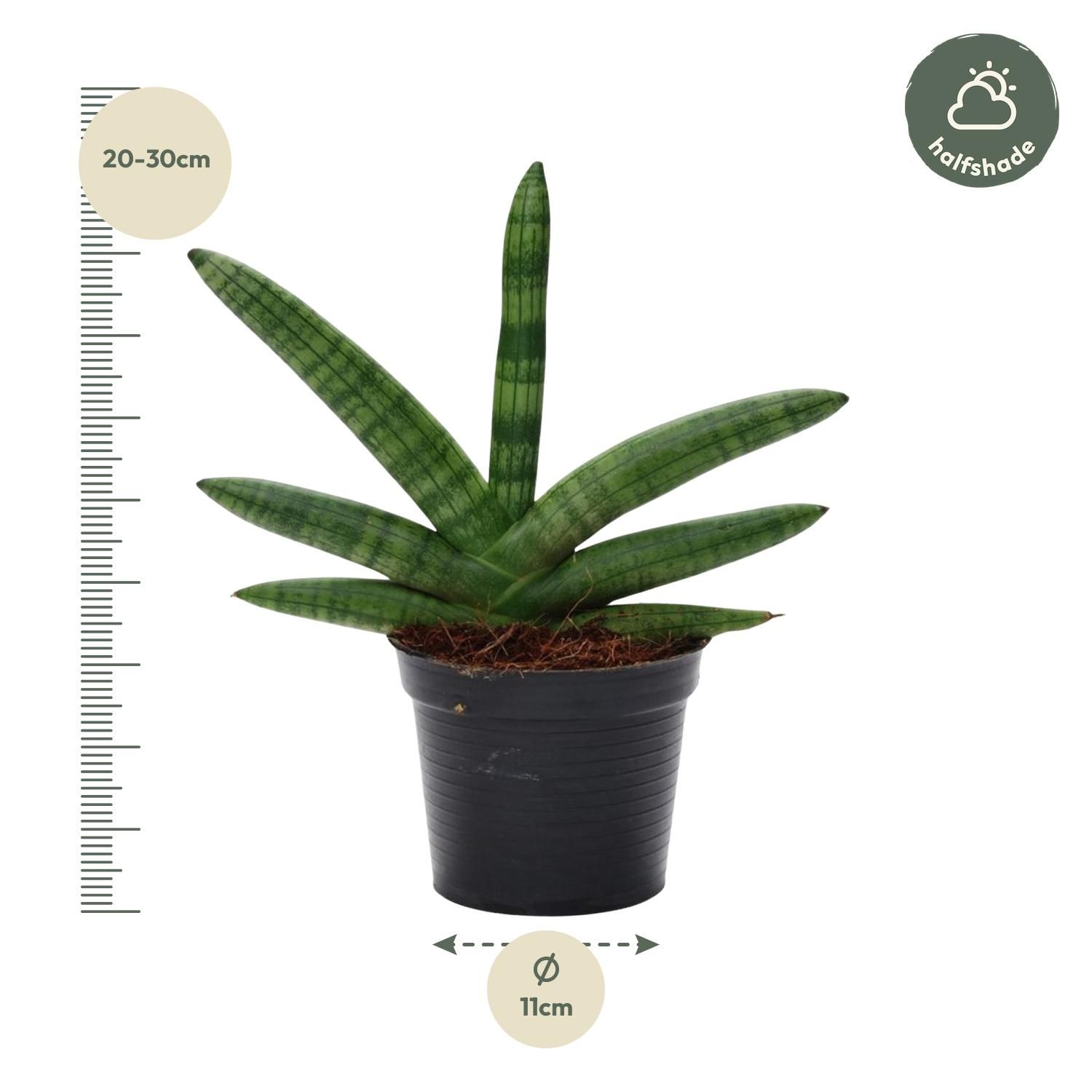 Sansevieria Skyline Bogenhanf Pflanze