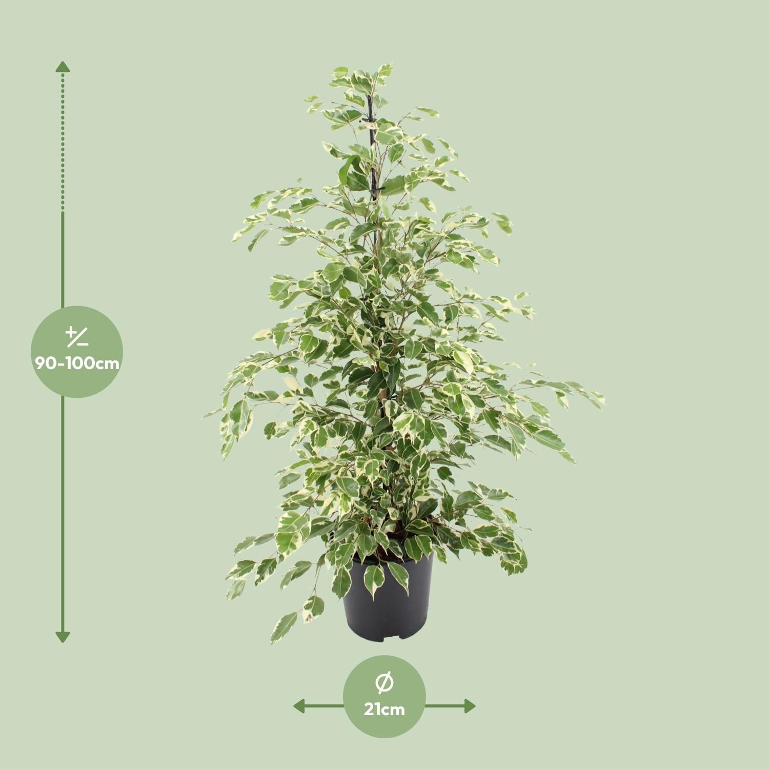 Ficus benjamina Twilight – Ø21cm – ↕95cm