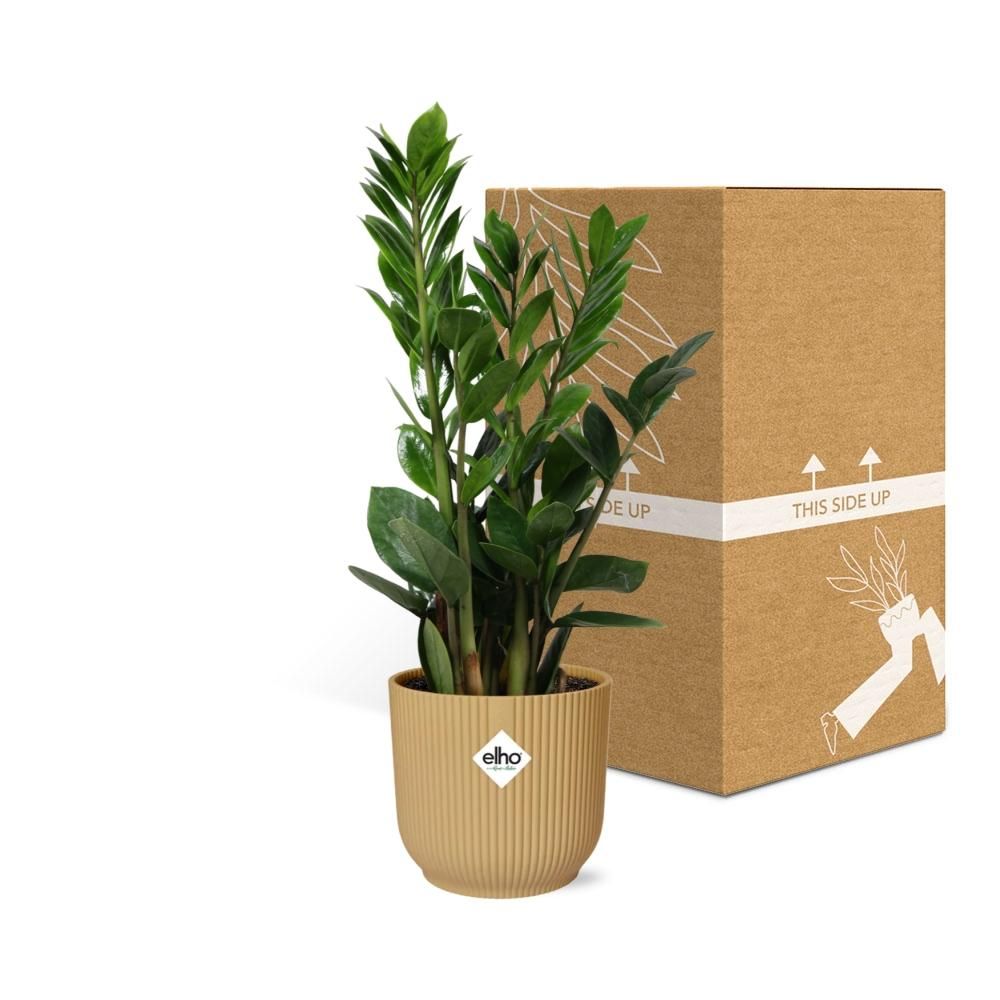 Zamioculcas Zimmerpflanze in gelbem ELHO Vibes Fold Topf