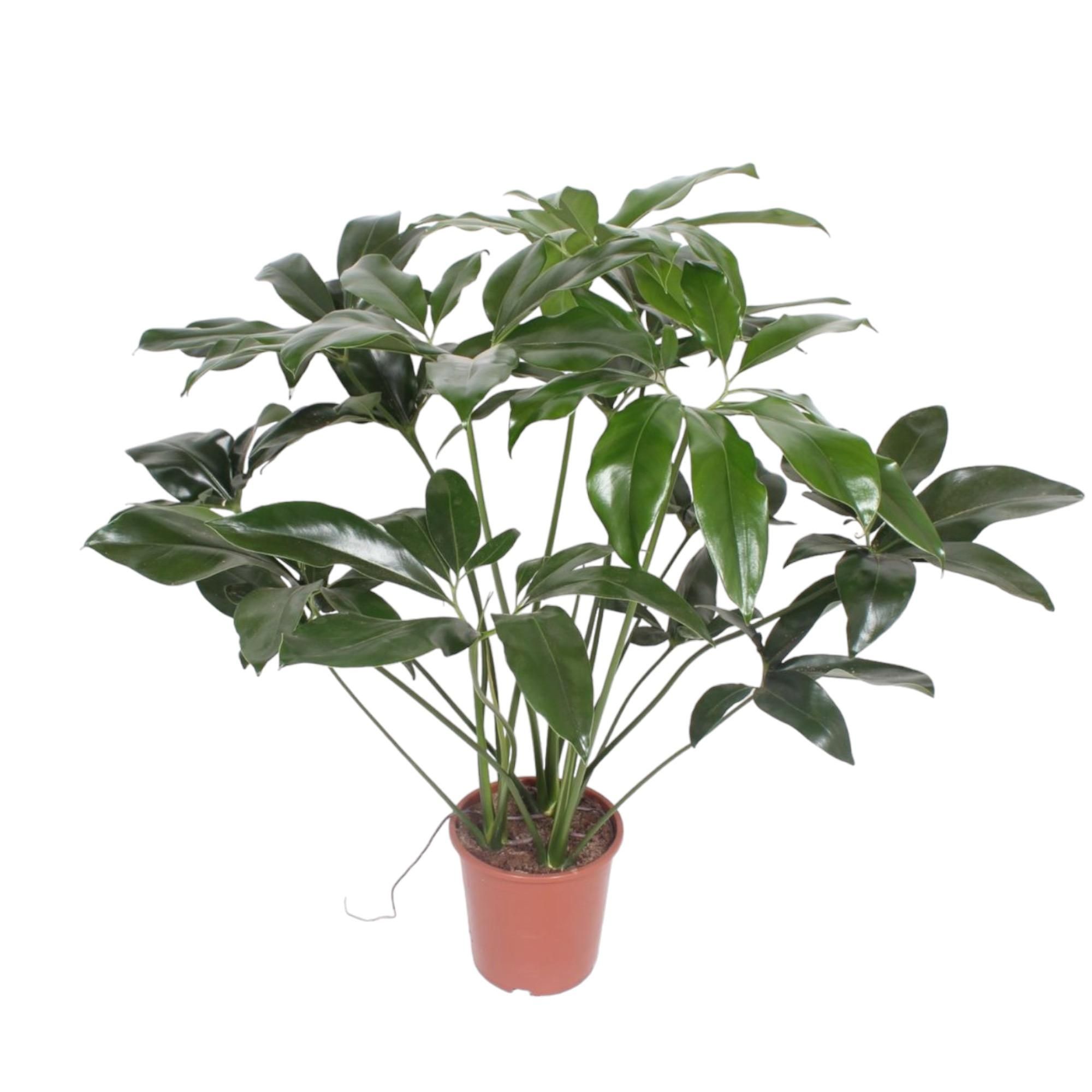 Philodendron Green Wonder Zimmerpflanze