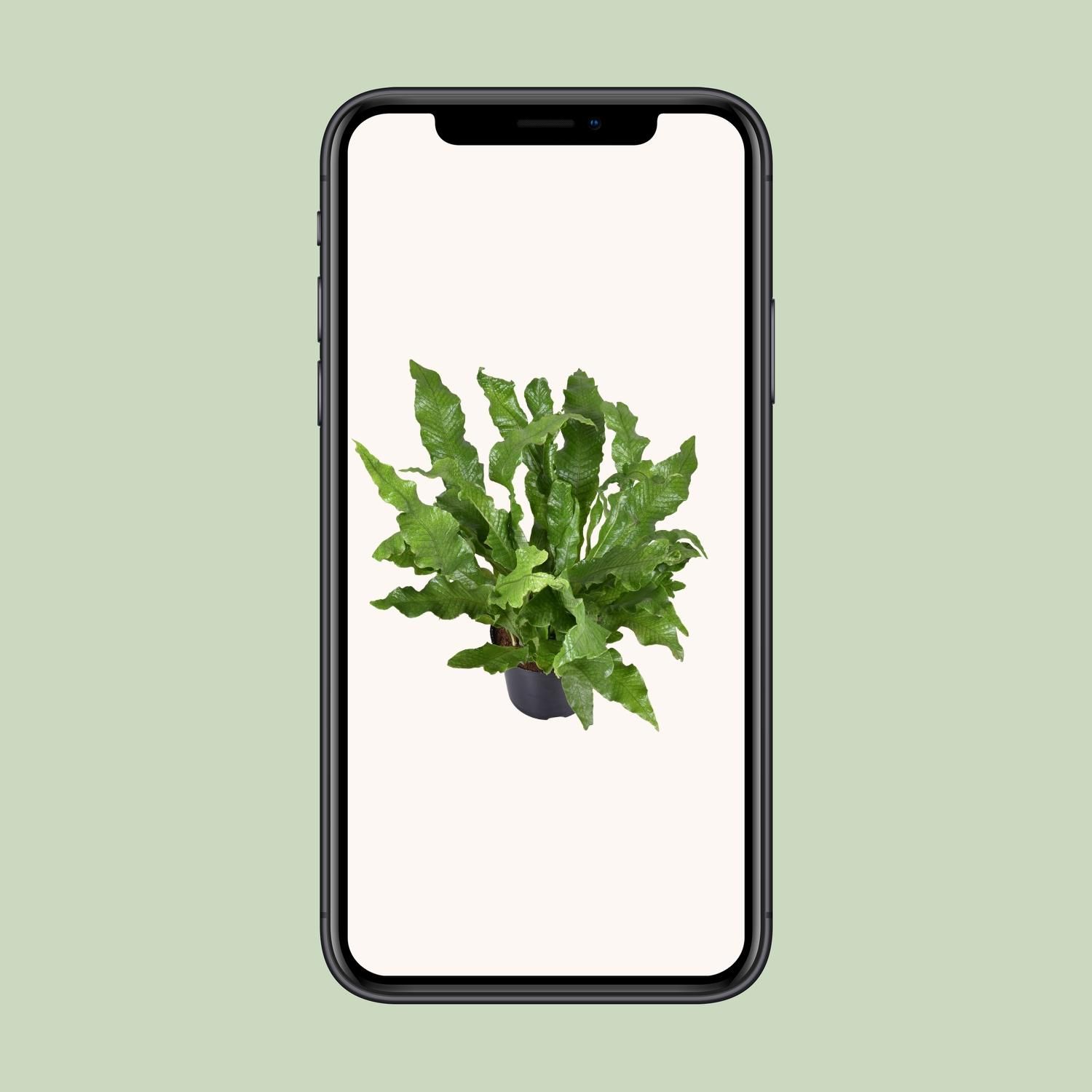 Eleganter Känguru-Farn Microsorum Diversifolium