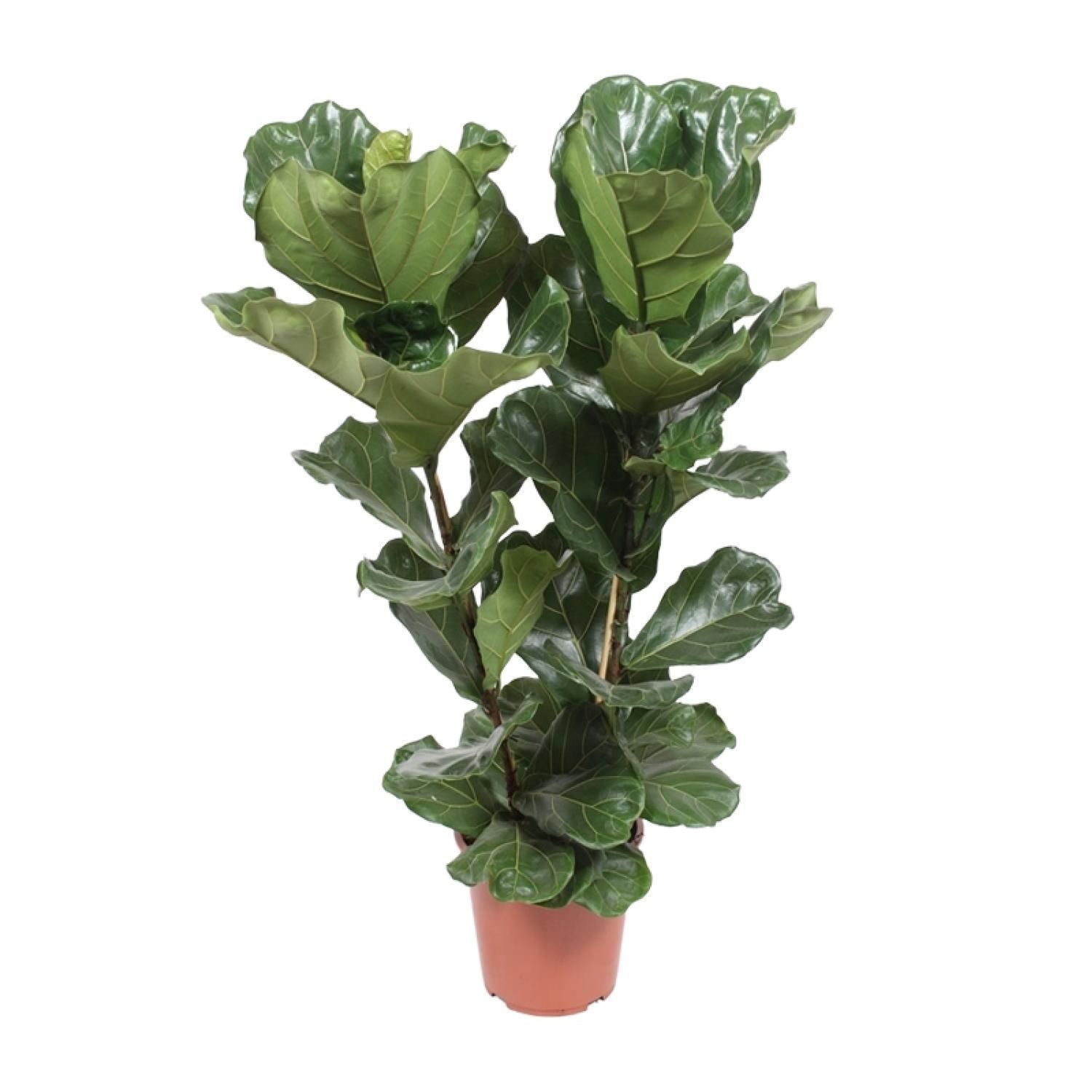 Ficus lyrata Zimmerpflanze mit eleganten geigenförmigen Blättern