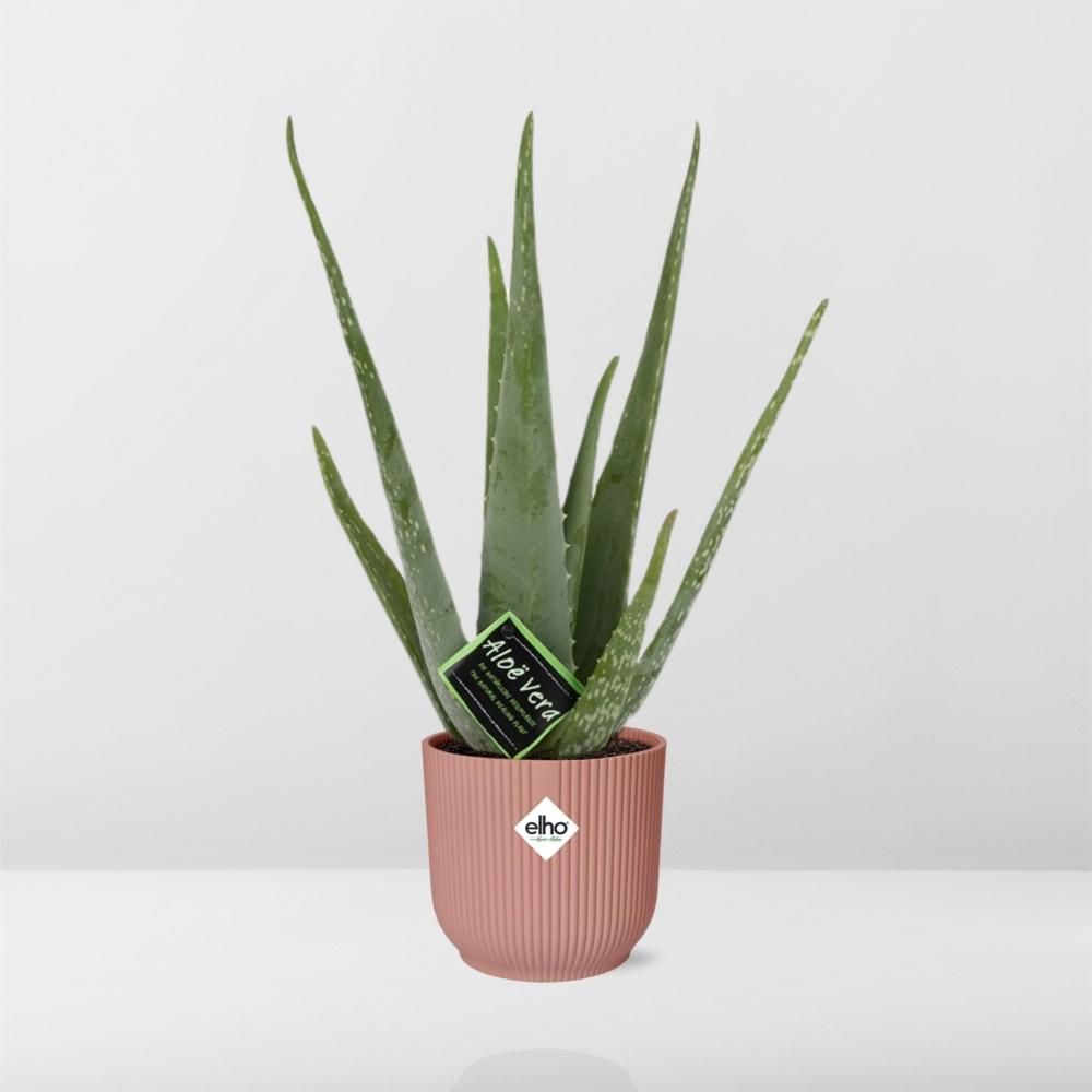 Aloe Vera Zimmerpflanze in dekorativem ELHO Vibes Fold Übertopf