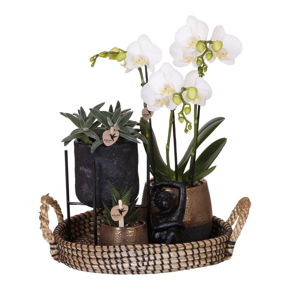 Phalaenopsis Orchidee Geschenkset Home Hub mit Grünpflanzen