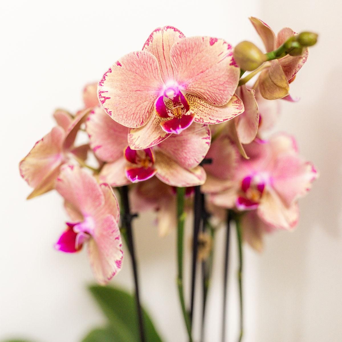 Kolibri Orchideen Überraschungsbox Mix