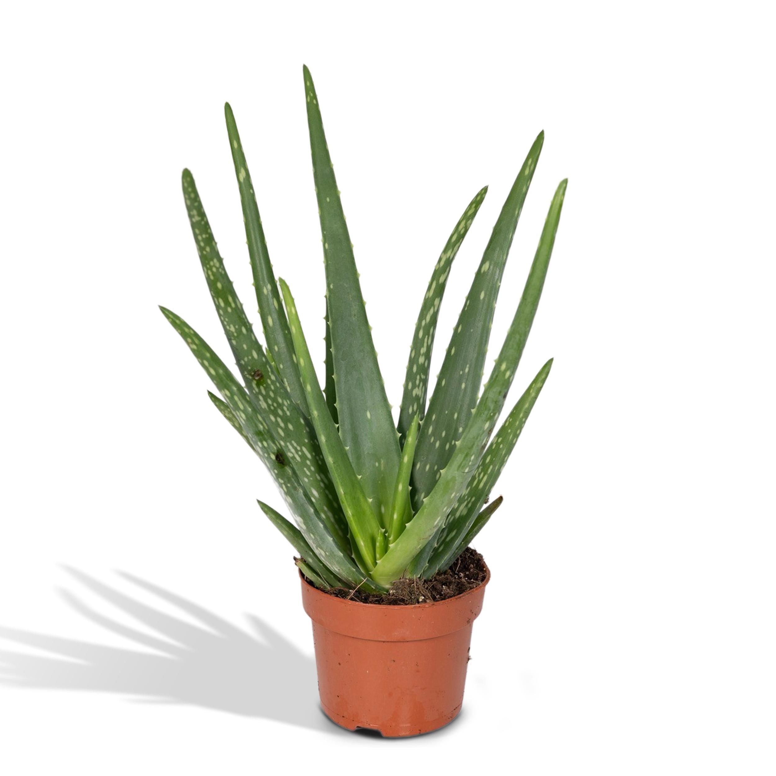 Aloe Vera Sukkulente Pflanze