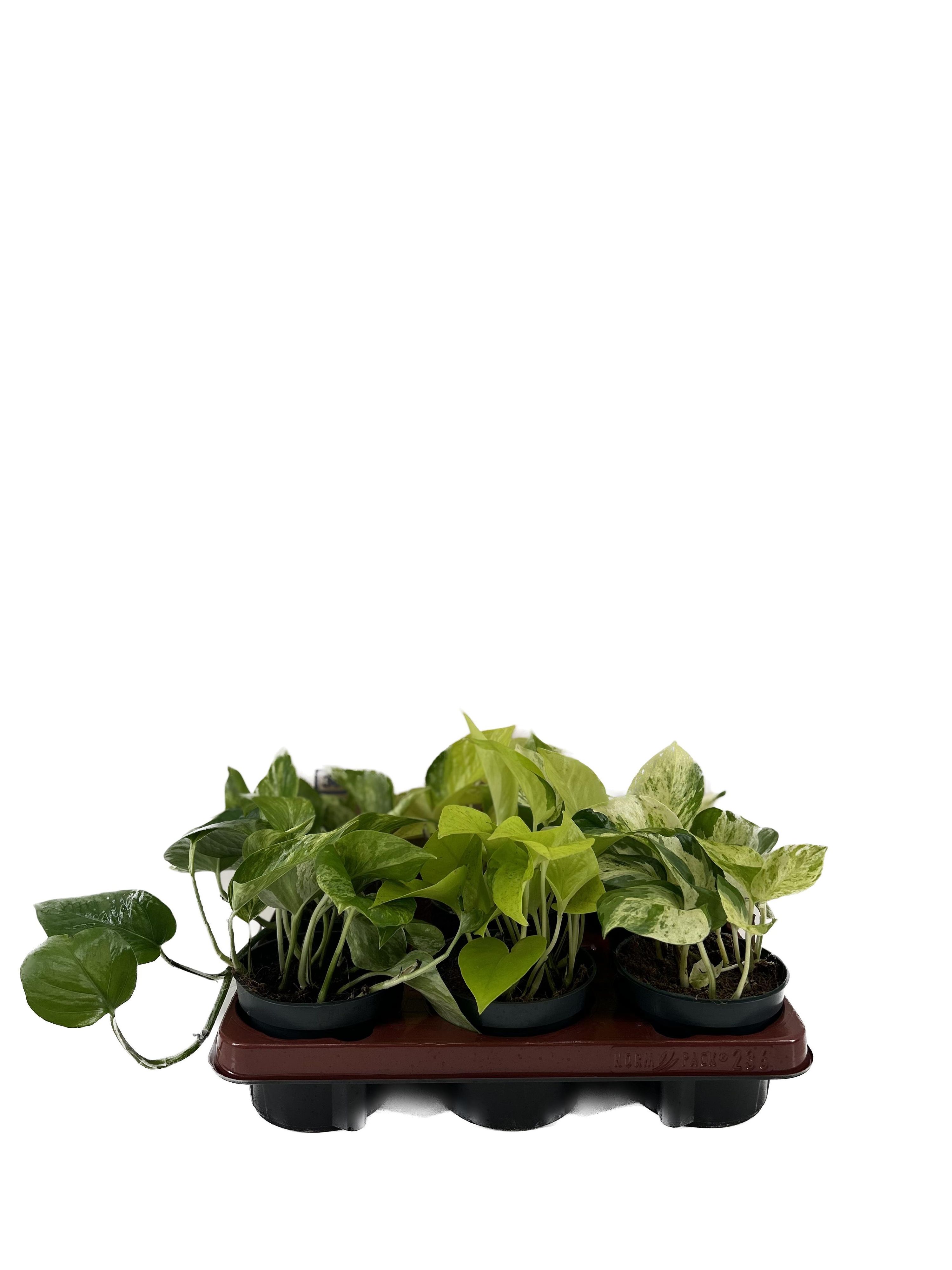 Epipremnum Mix - Vielfältige Zimmerpflanzen