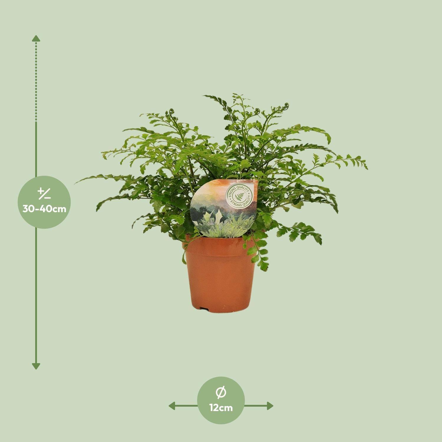 Eleganter Rippenfarn Asplenium Parvati