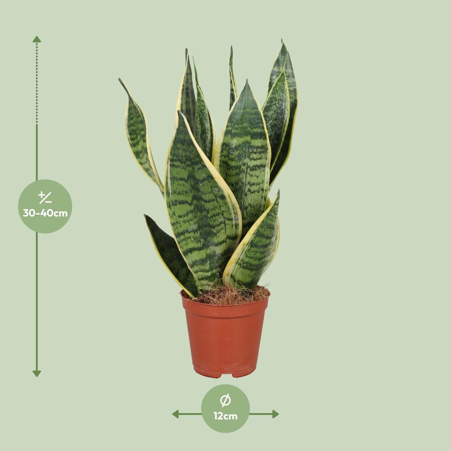 Sansevieria trifasciata Futura Superba Zimmerpflanze