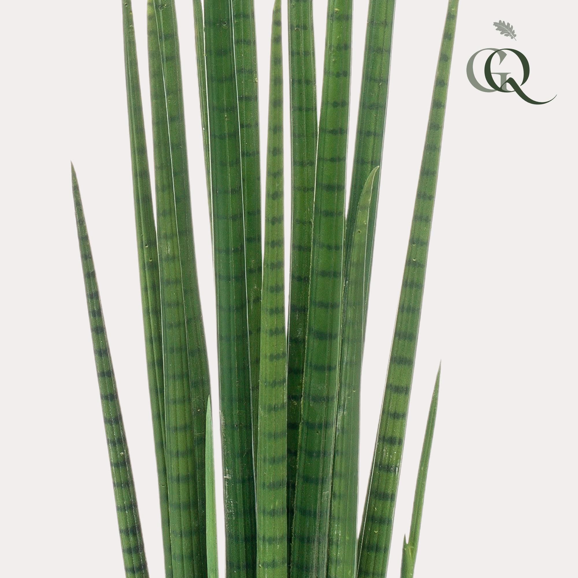 Kunstpflanze Sansevieria Cylindrica Frauenzunge