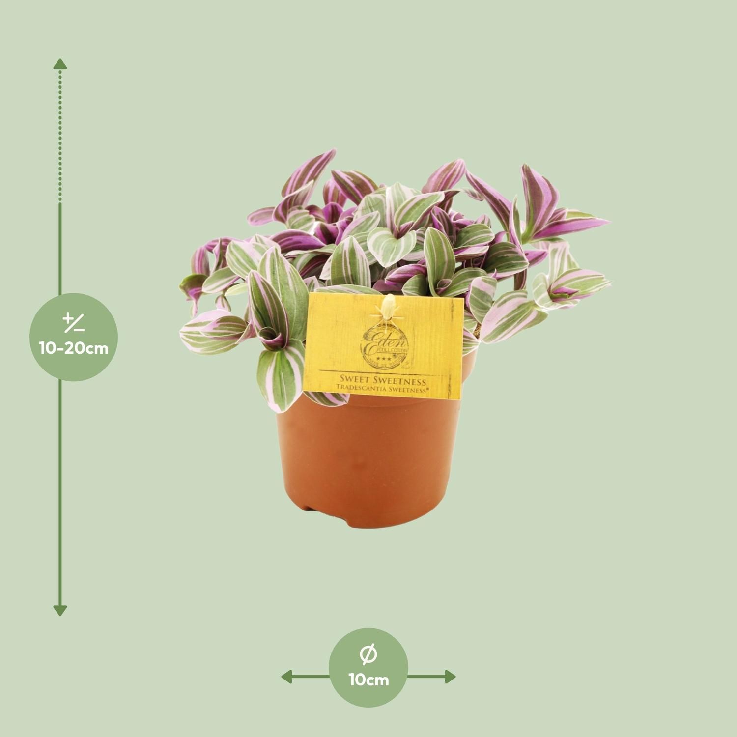 Tradescantia Sweetness – Hängepflanze – Ø10,5cm