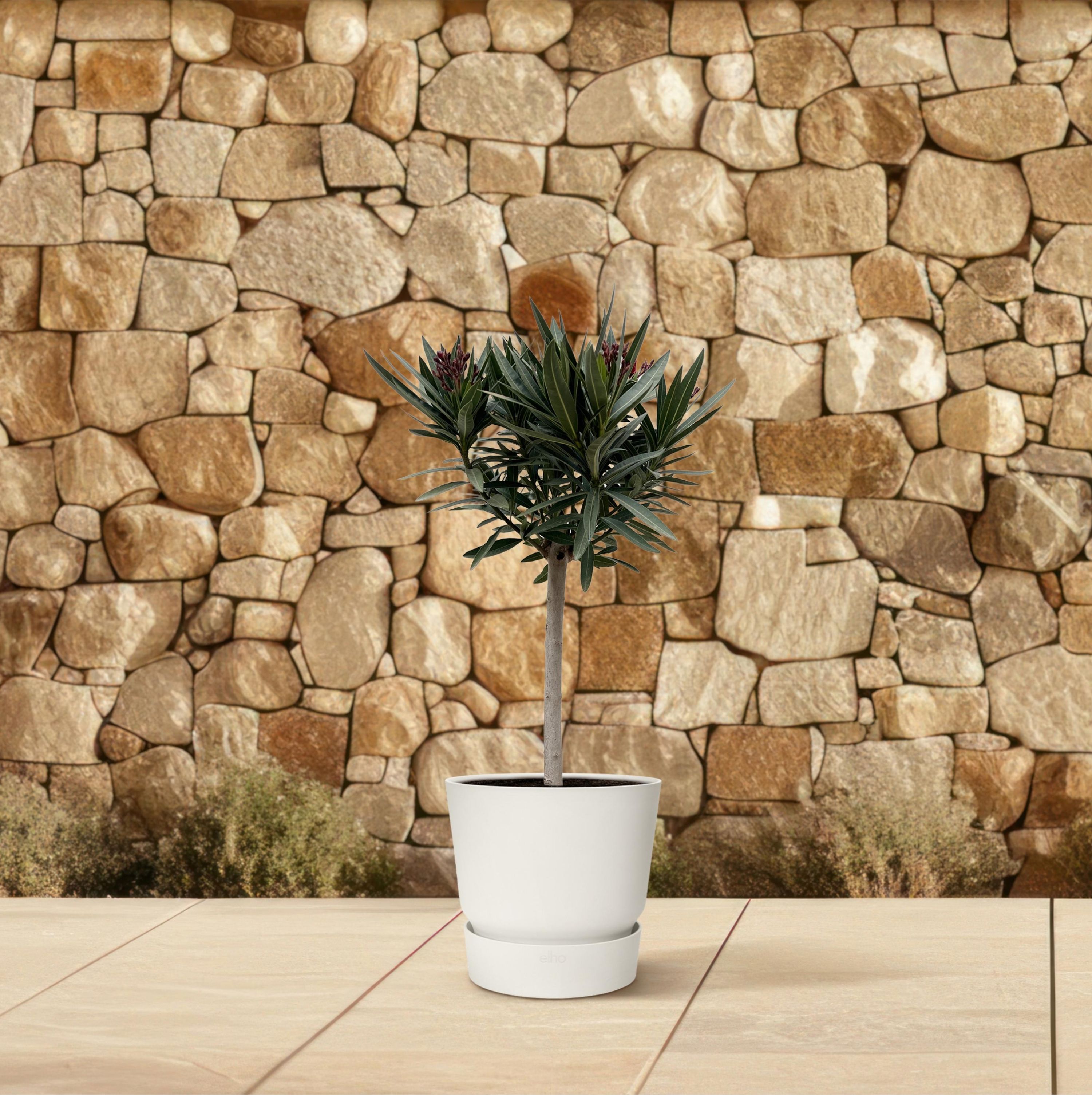 Nerium Oleander auf Stamm mit duftenden Blüten