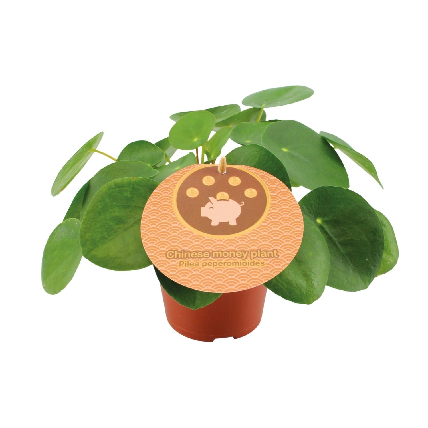 Pilea Peperomioides – Trendige Zimmerpflanze mit runden Blättern